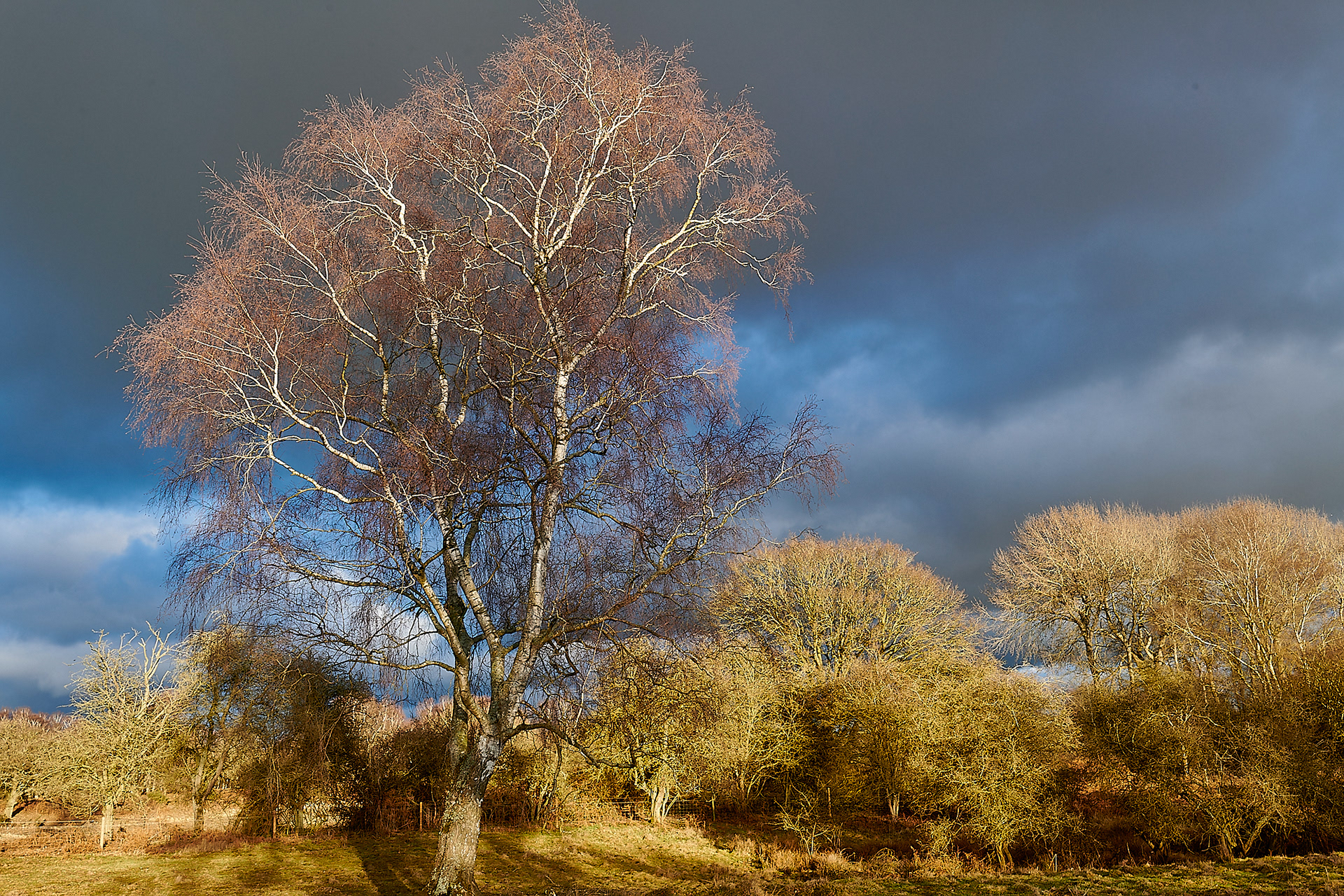 Silver Birch (Betula pendula) East Wretham