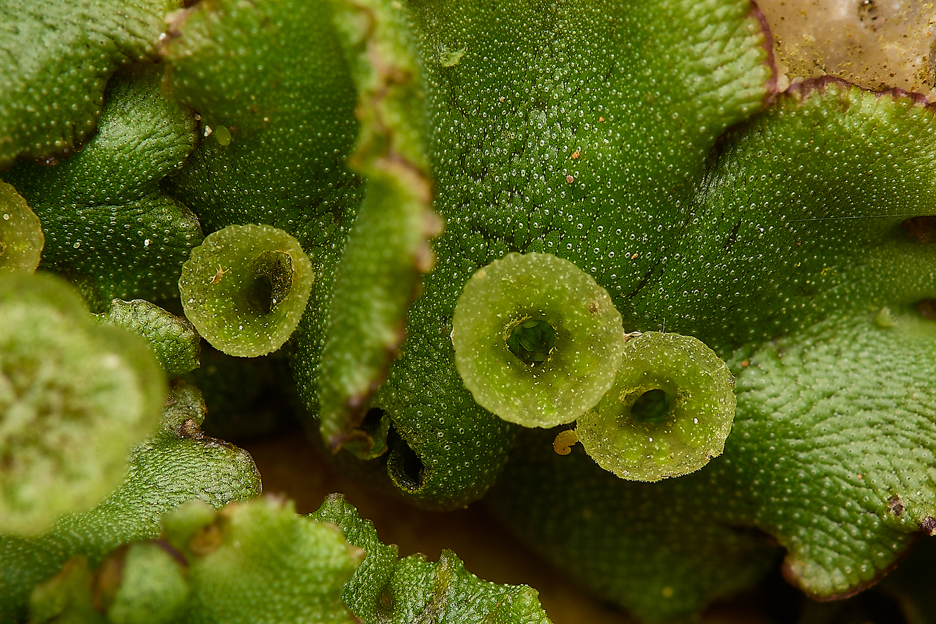 Common Liverwort (Marchantia polymorpha)