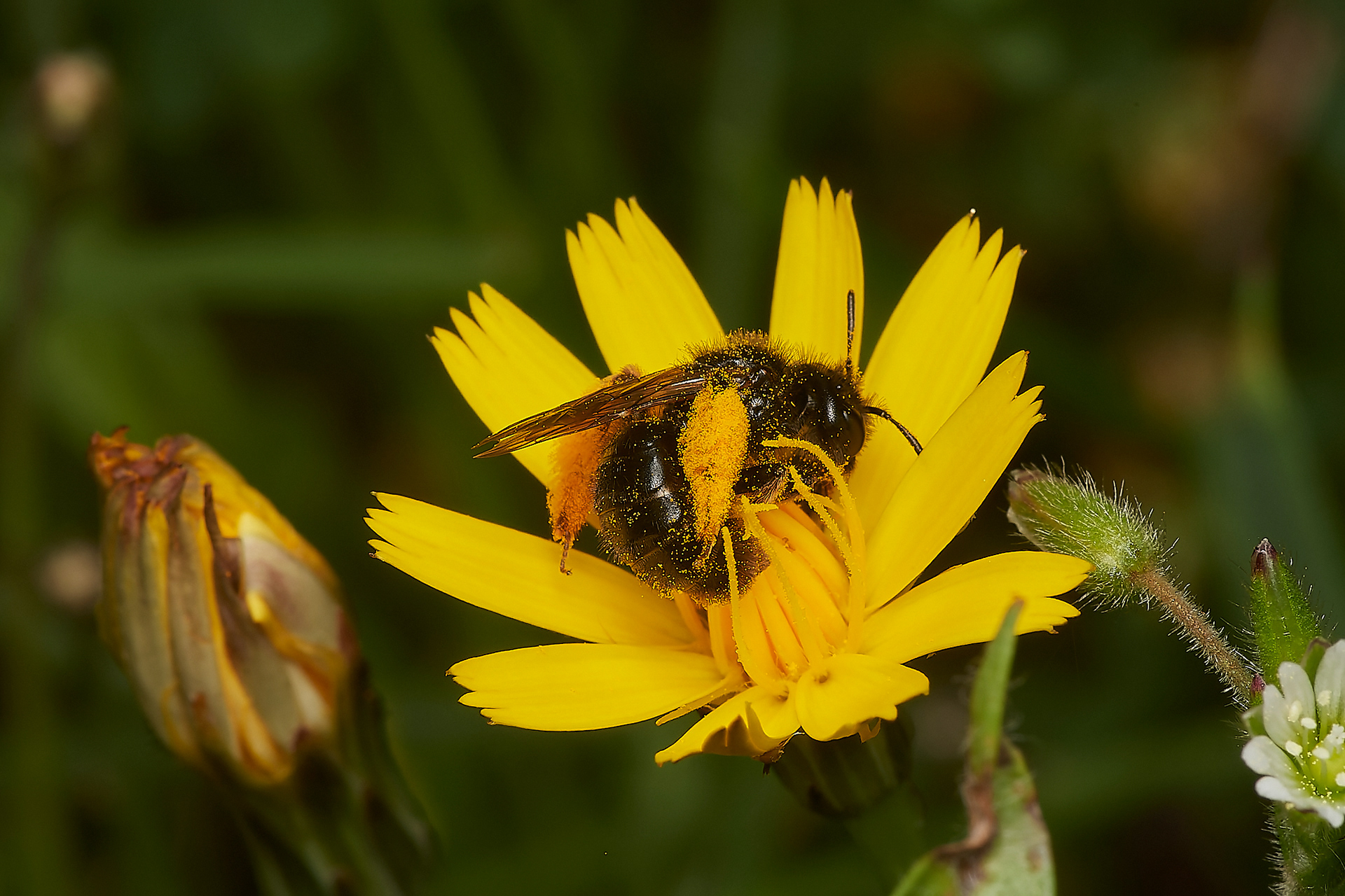 Big Shaggy Bee (Panurgus banksianus)