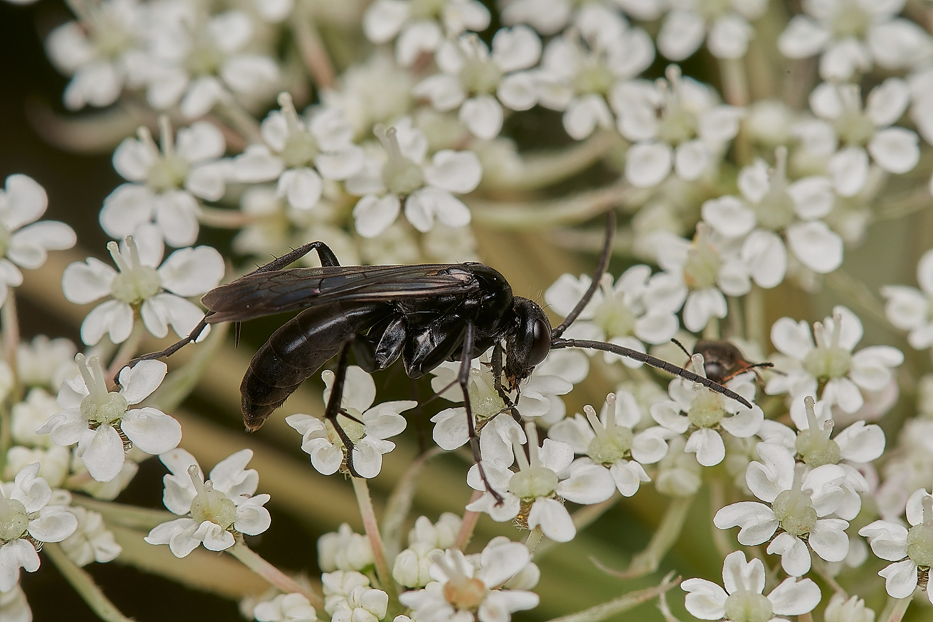 Common Black Spider Wasp (Anoplius nigerrimus)