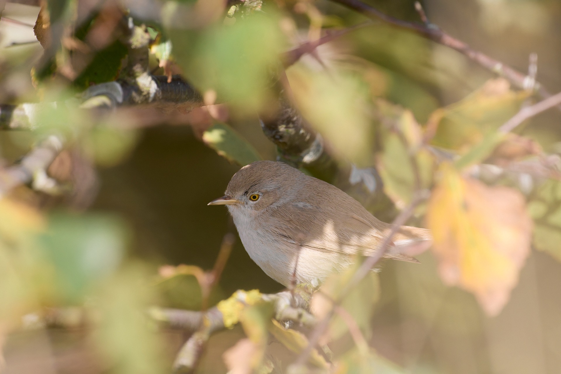 Asian Desert Warbler (Curruca nana)