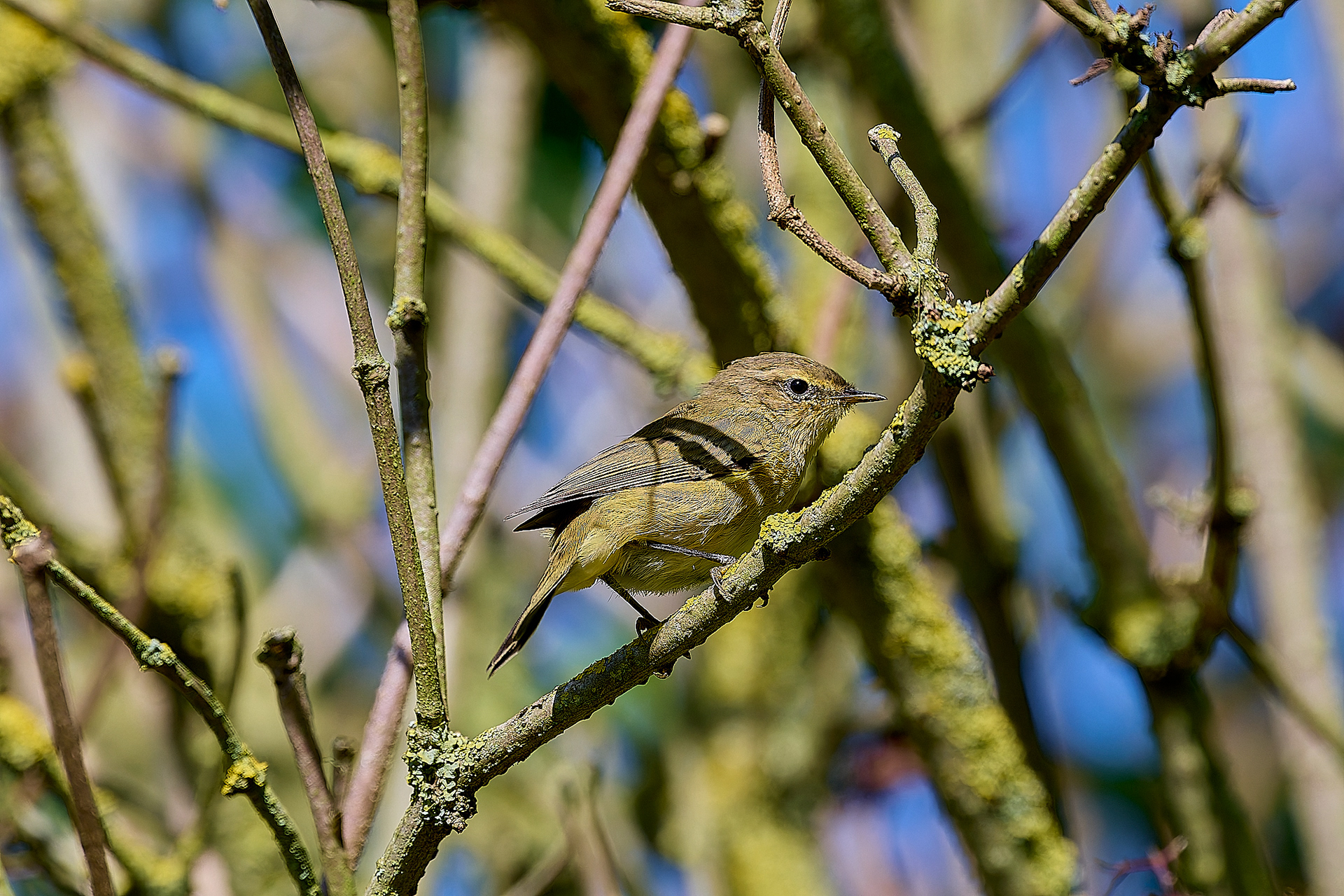 Chiffchaff (Phylloscopus collybita)