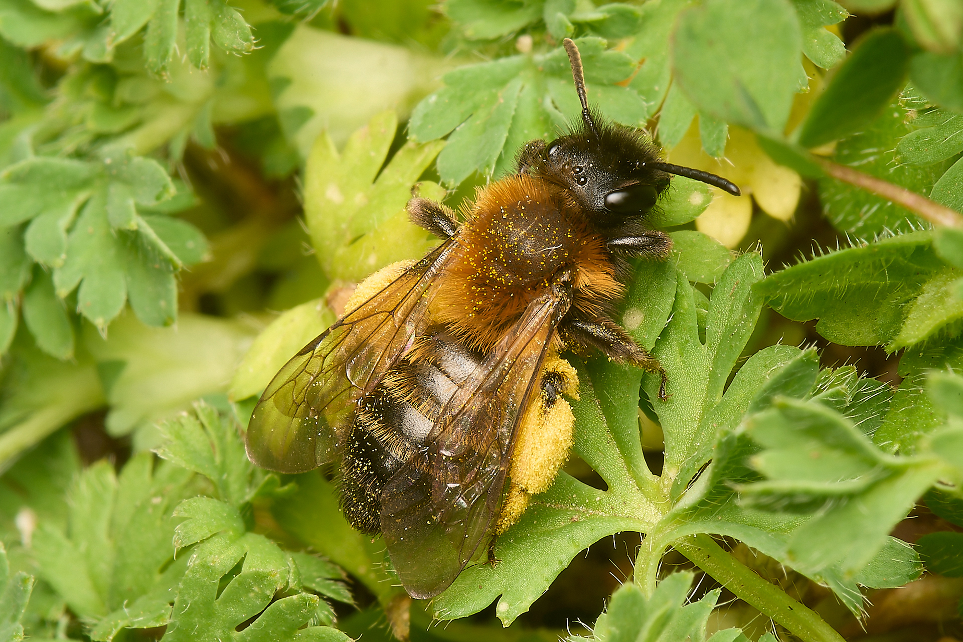 Gynne's Mining Bee ♀︎ (Andrena bicolor)