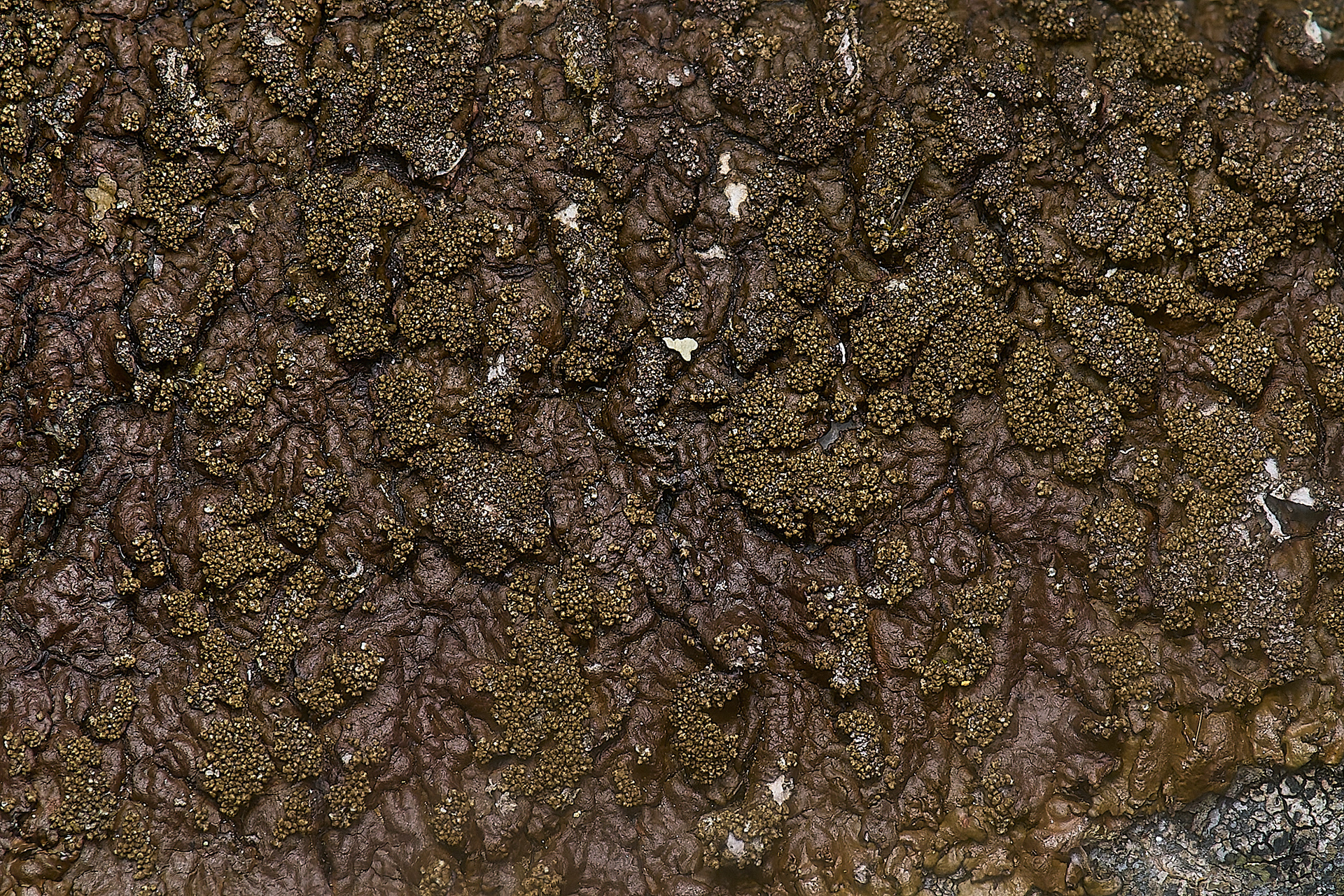Xanthoparmelia verucculifera