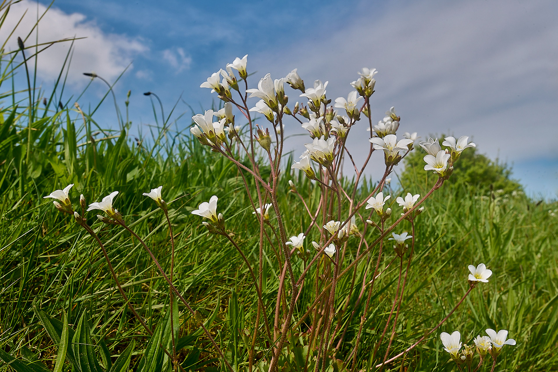 Meadow Saxifrage (Saxifraga granulata)