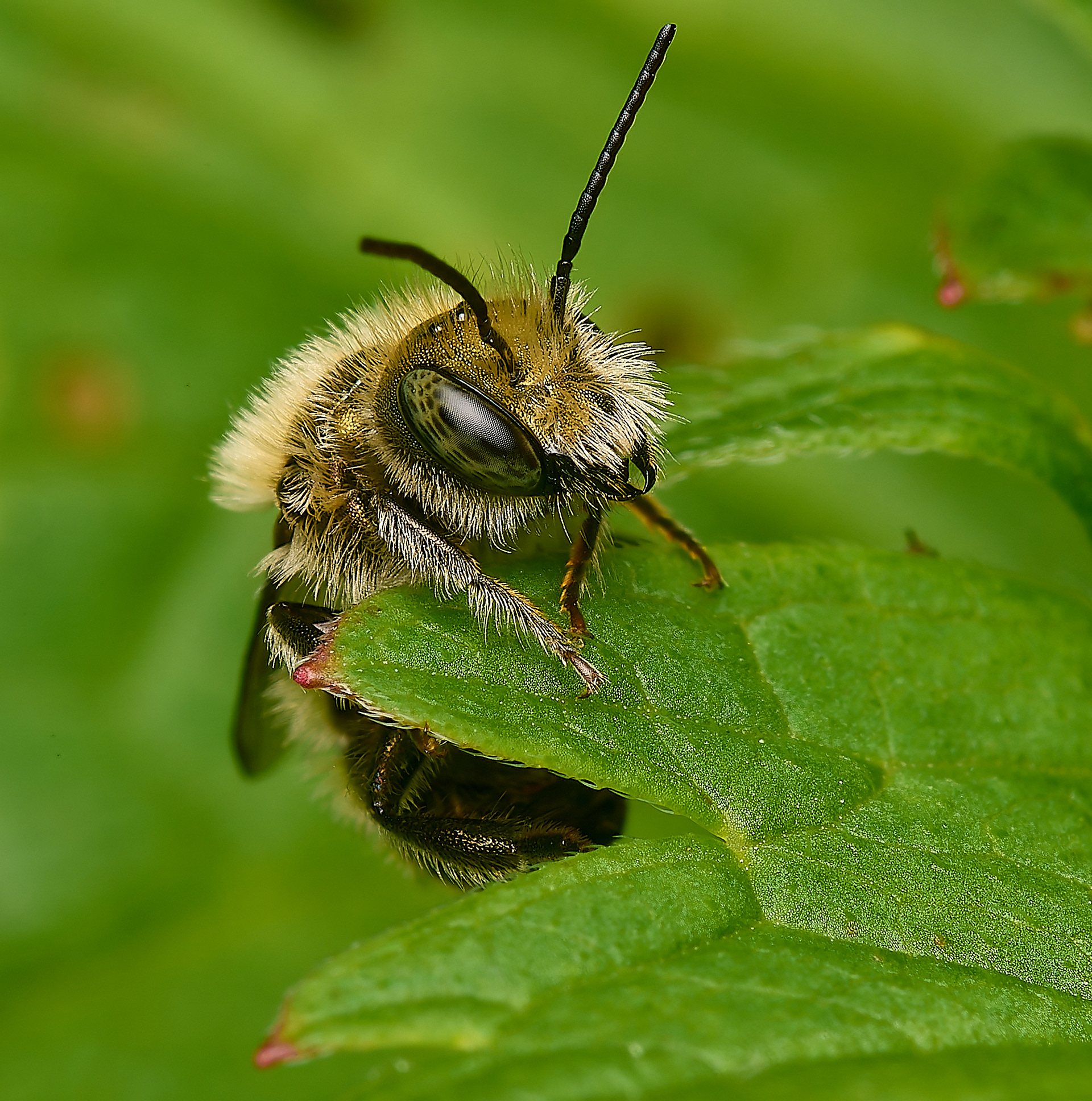 Blue Mason Bee (Osmia caerulescens ♂︎)?