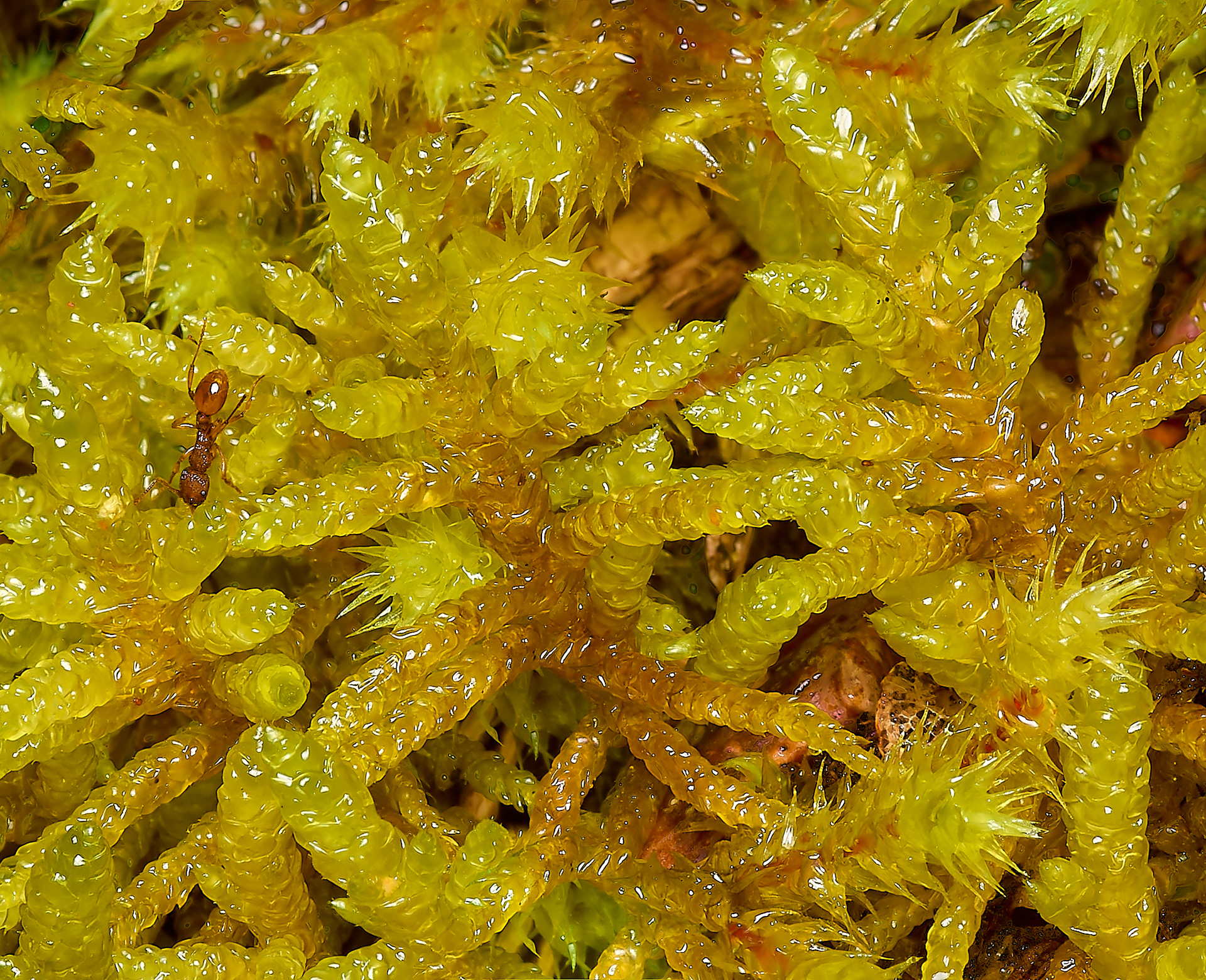 Neat Feather-moss (Pseudoscleropodiun purum)
