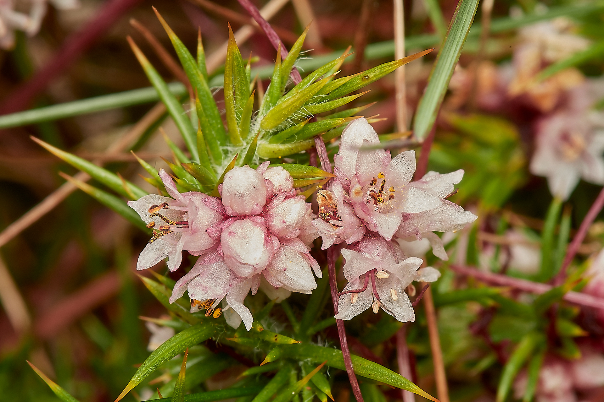 Dodder (Cuscata epithymum) Kelling Heath