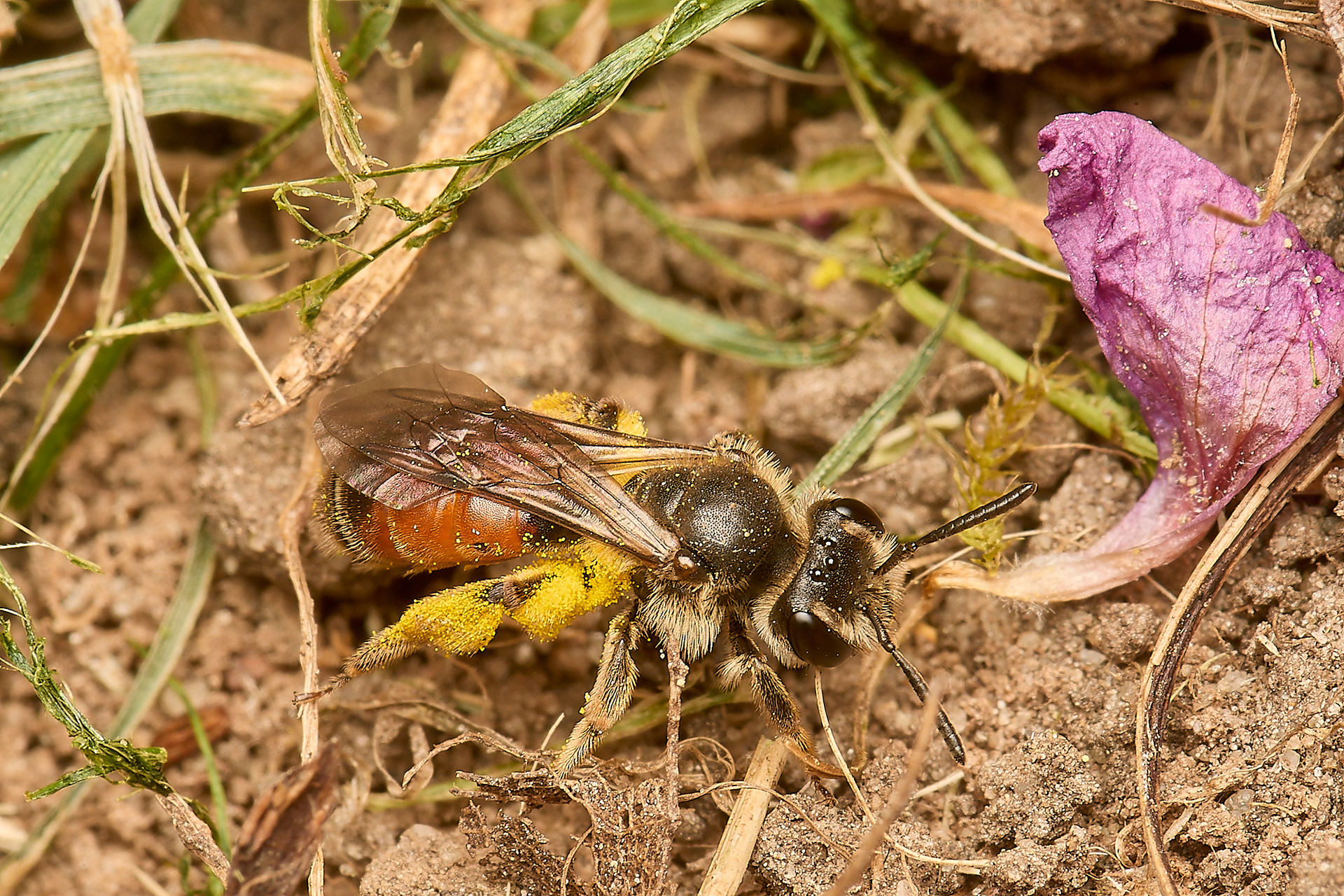 Catsear Mining Bee (Andrena humilis) ♀︎