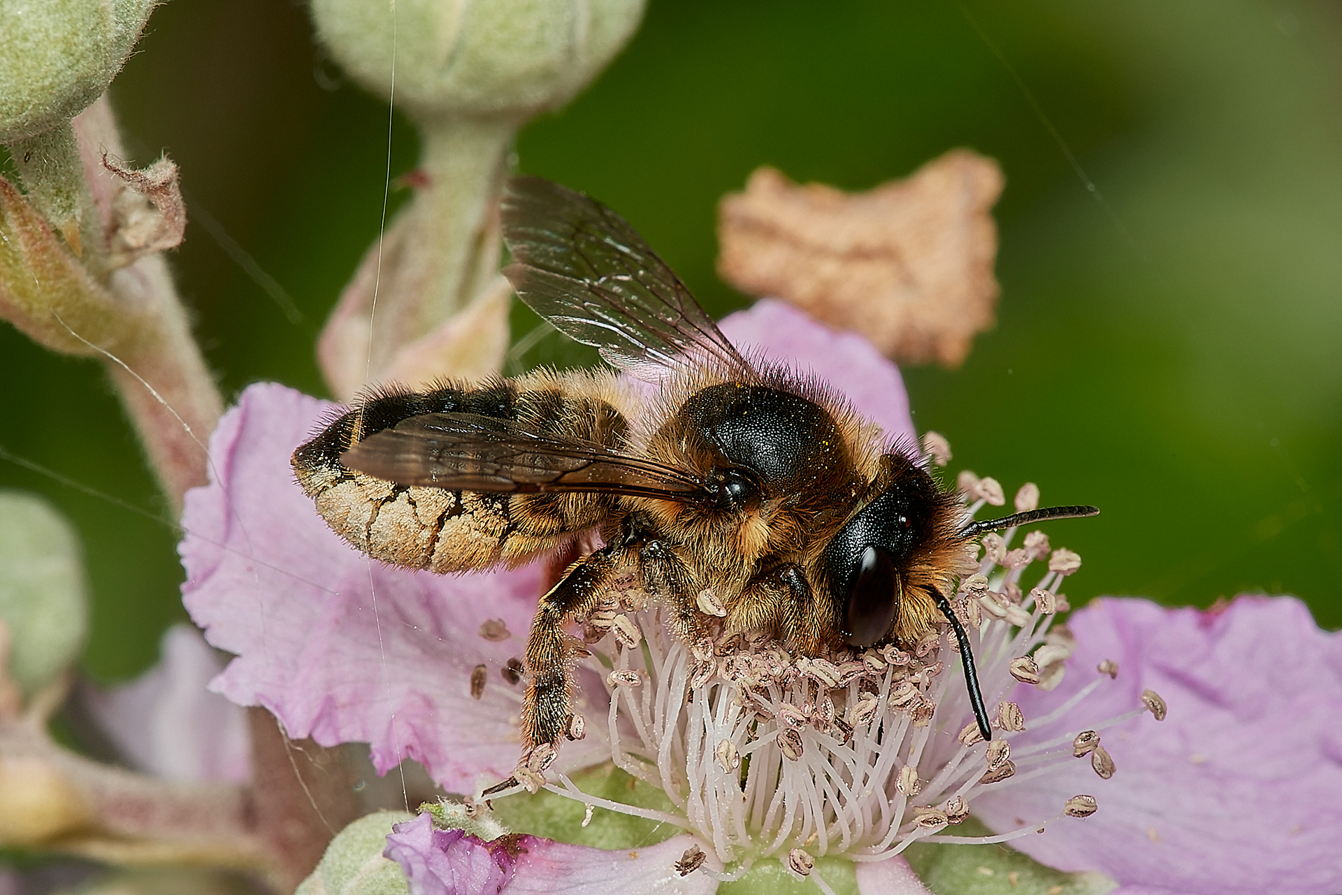 Willughby's Leafcutter Bee (Megachile willughbiella) Hanworth