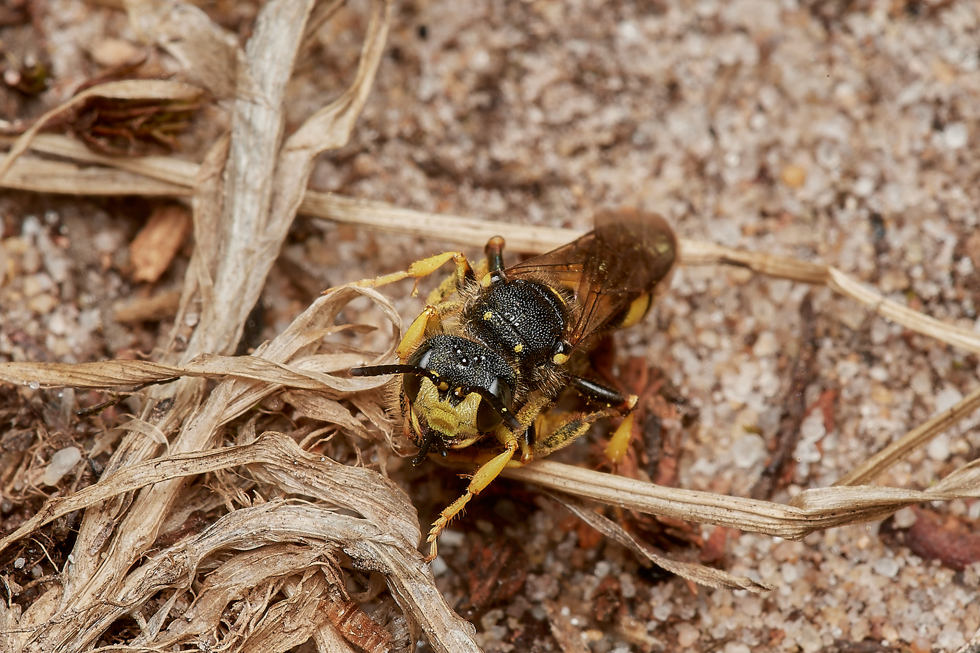 Ornate-tailed Digger Wasp♀︎ (Cerceris rybyensis) Broadland Country Park