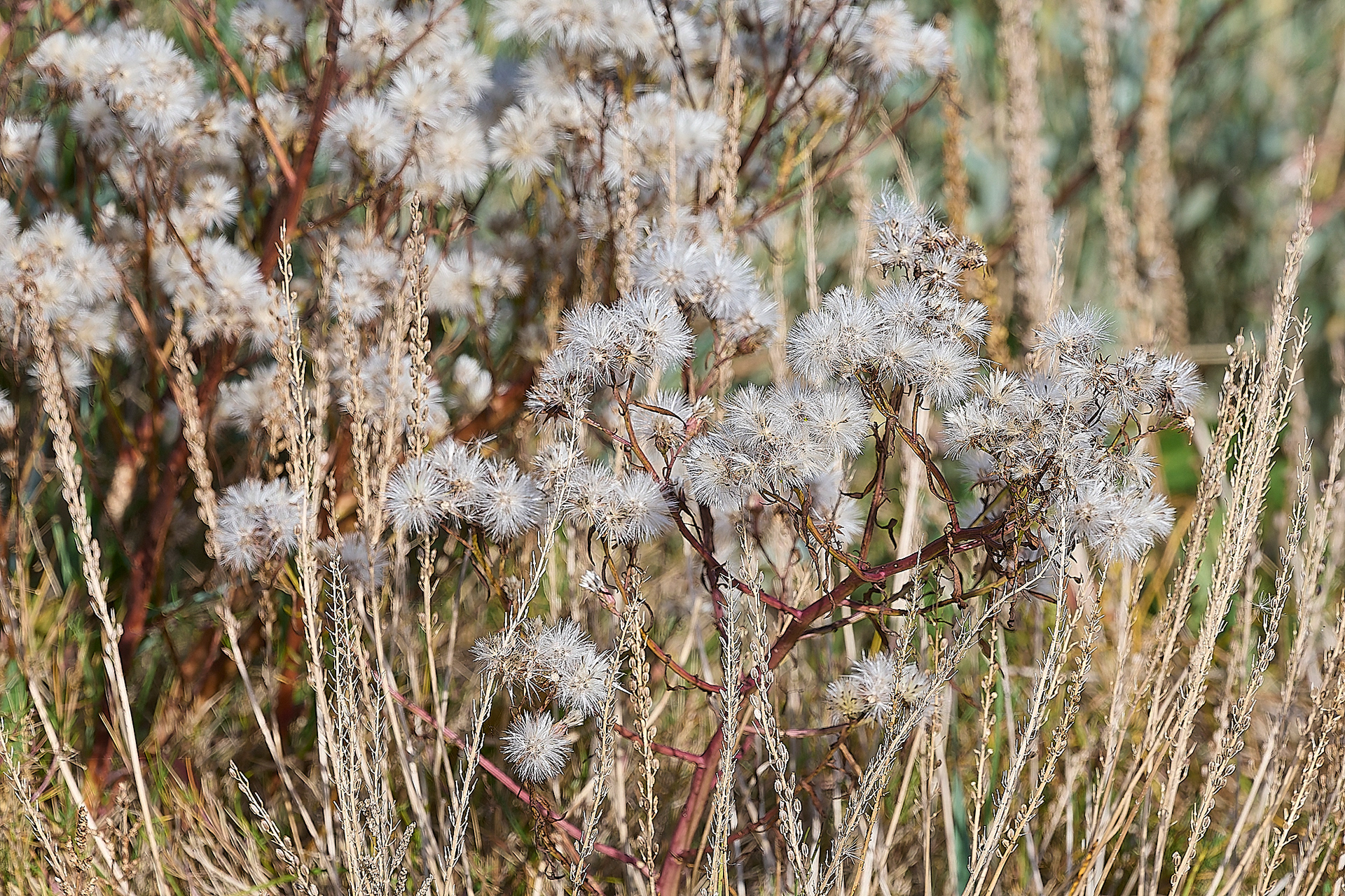 Sea Aster seed heads (Aster trifolium)