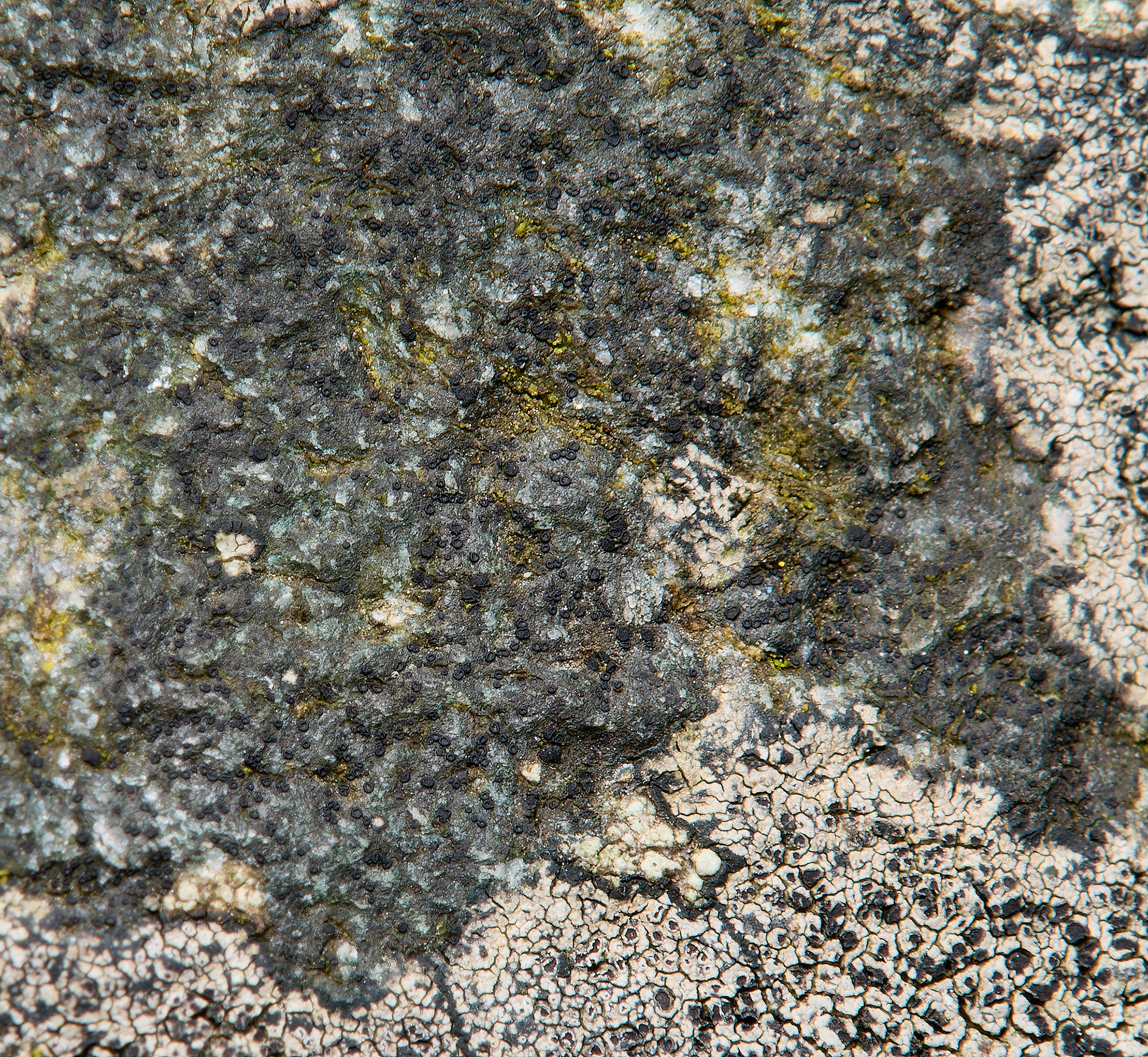 Possibly Lecidella stigmatea or Clauzadea monticola