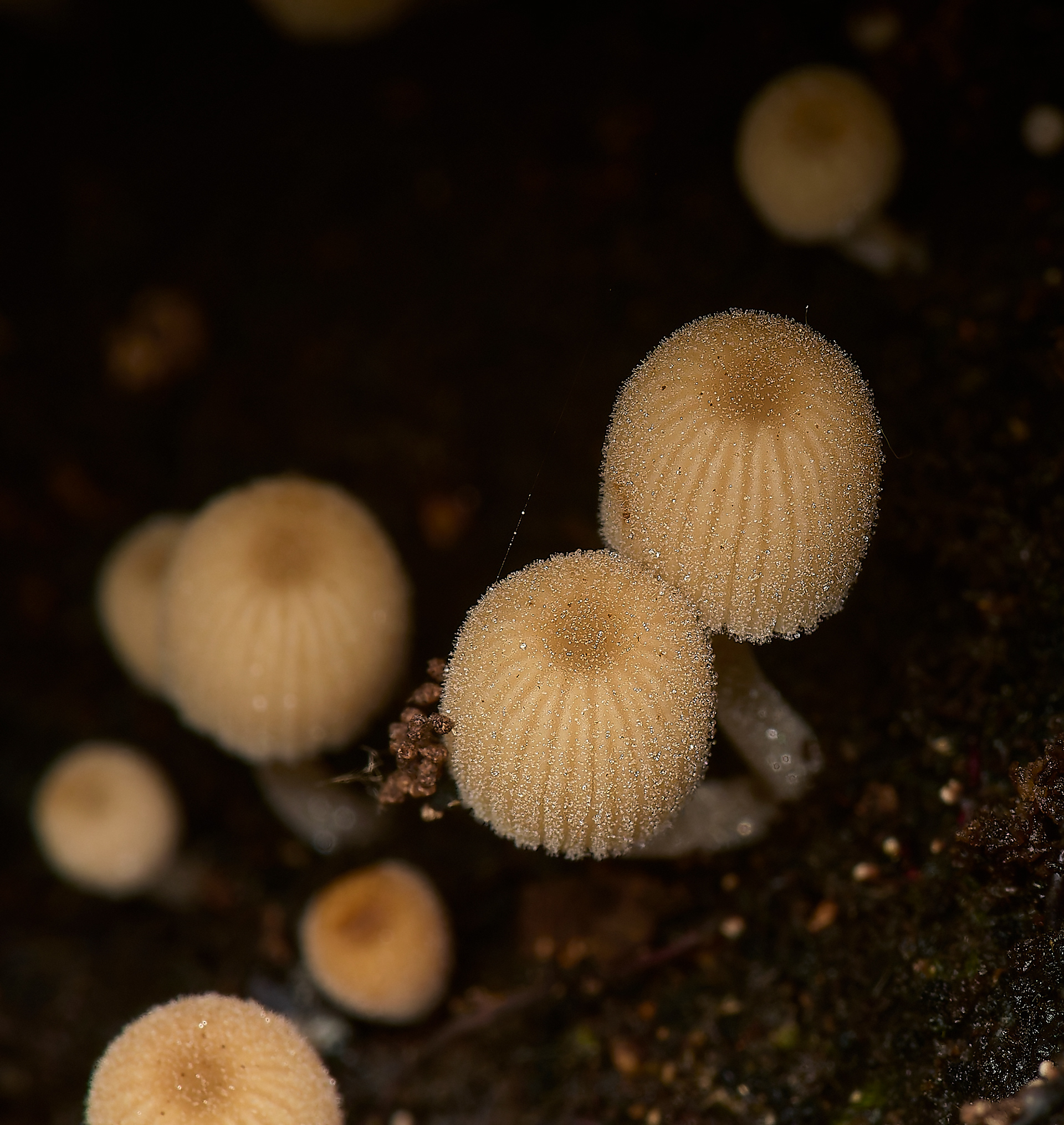 Fairy Inkcaps (Coprinellus disseminatus)