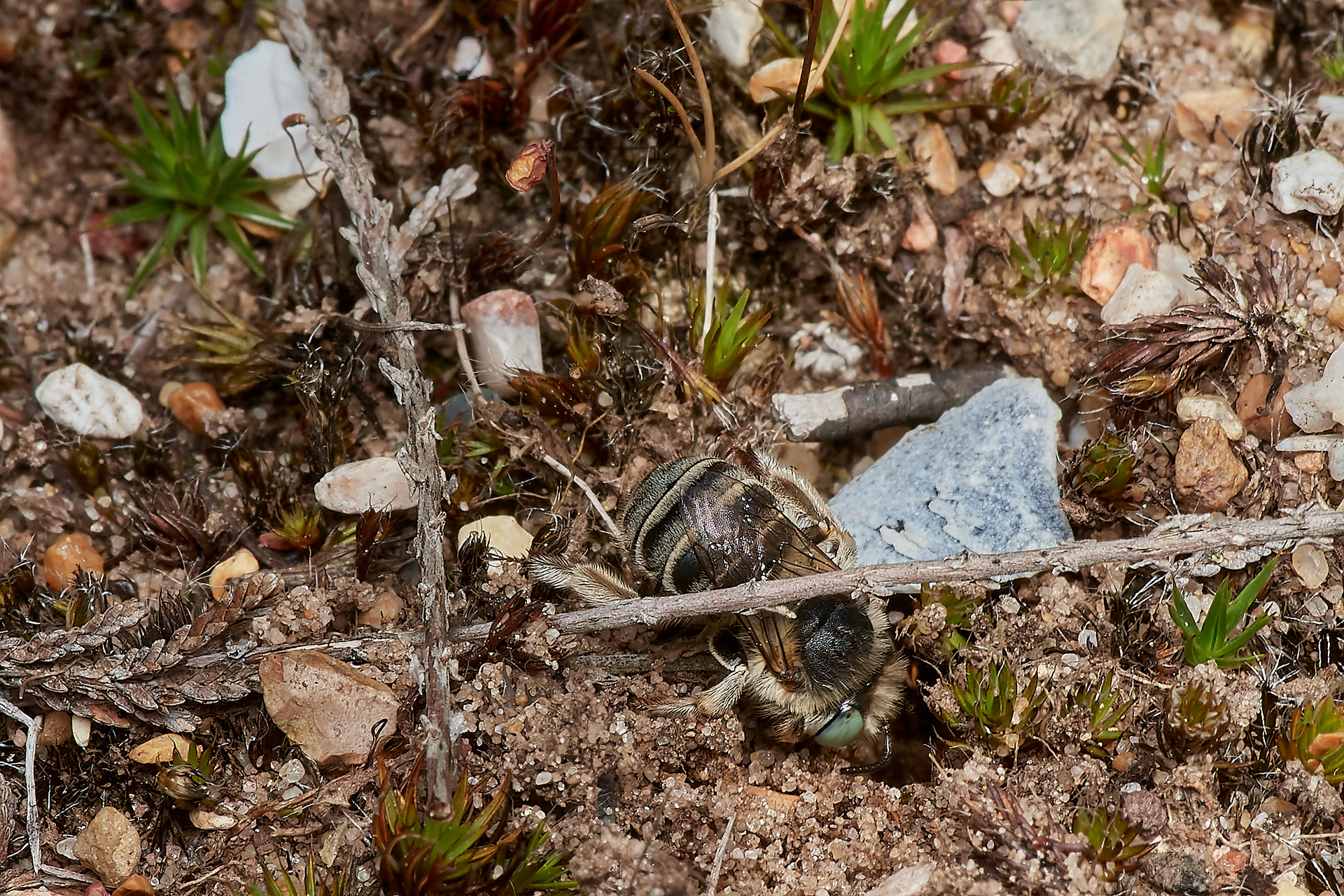 Green-eyed Flower Bee ♀︎ (Anthophora bimaculata) Santon Downham