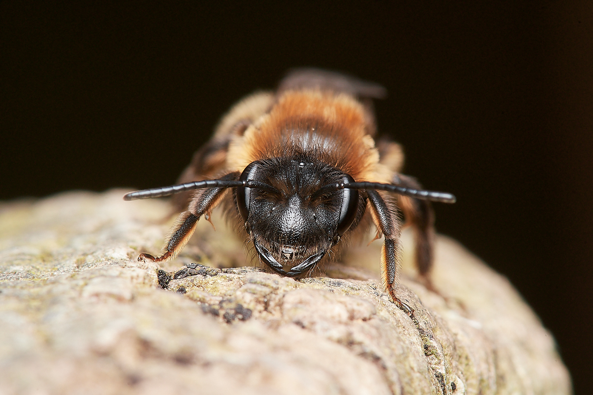 Broad-margined Mining Bee ?(Andrena synadelpha) Hanworth 03/23