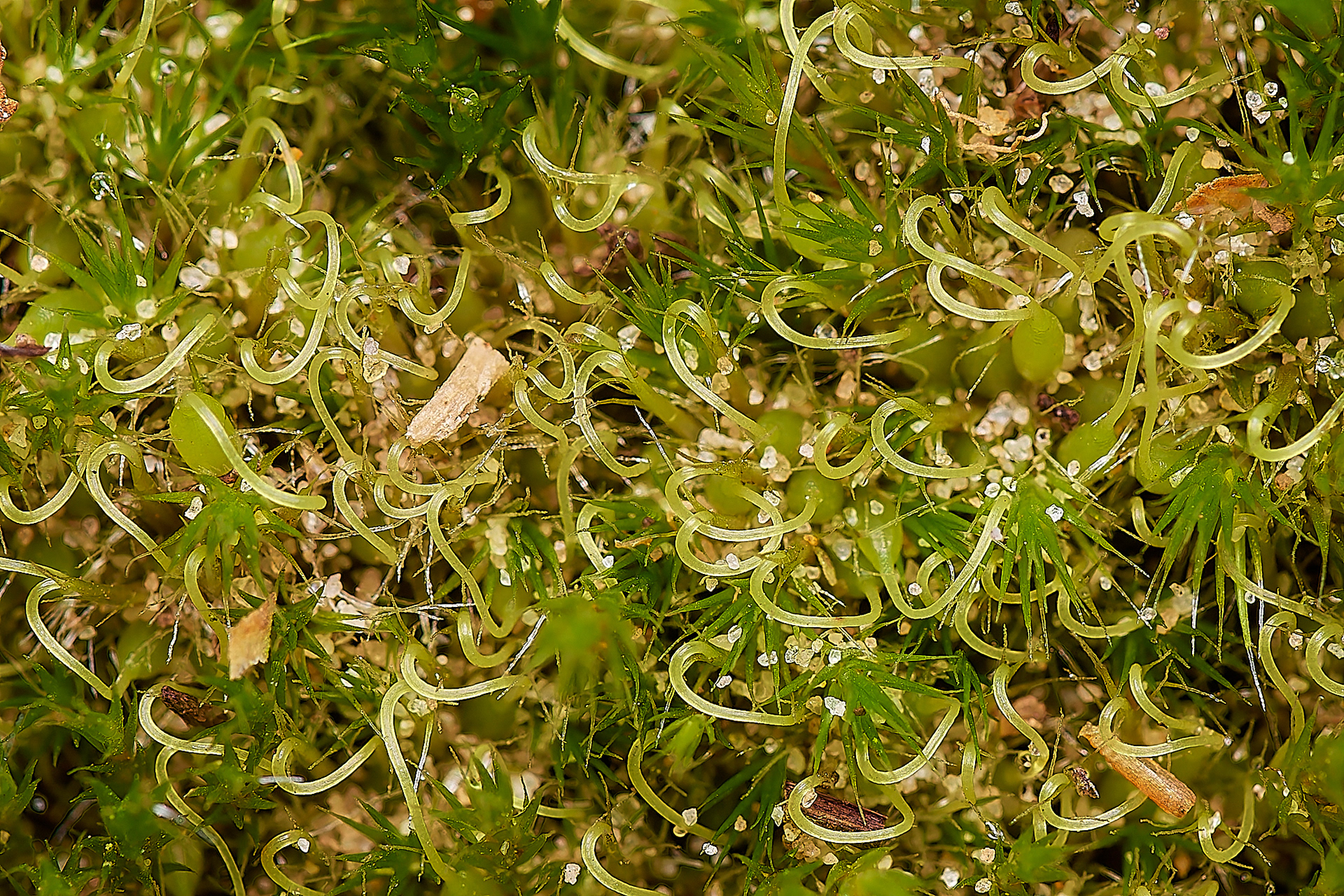 Dwarf Swan-neck Moss (Campylopus pyrifromis) Wootton Woods