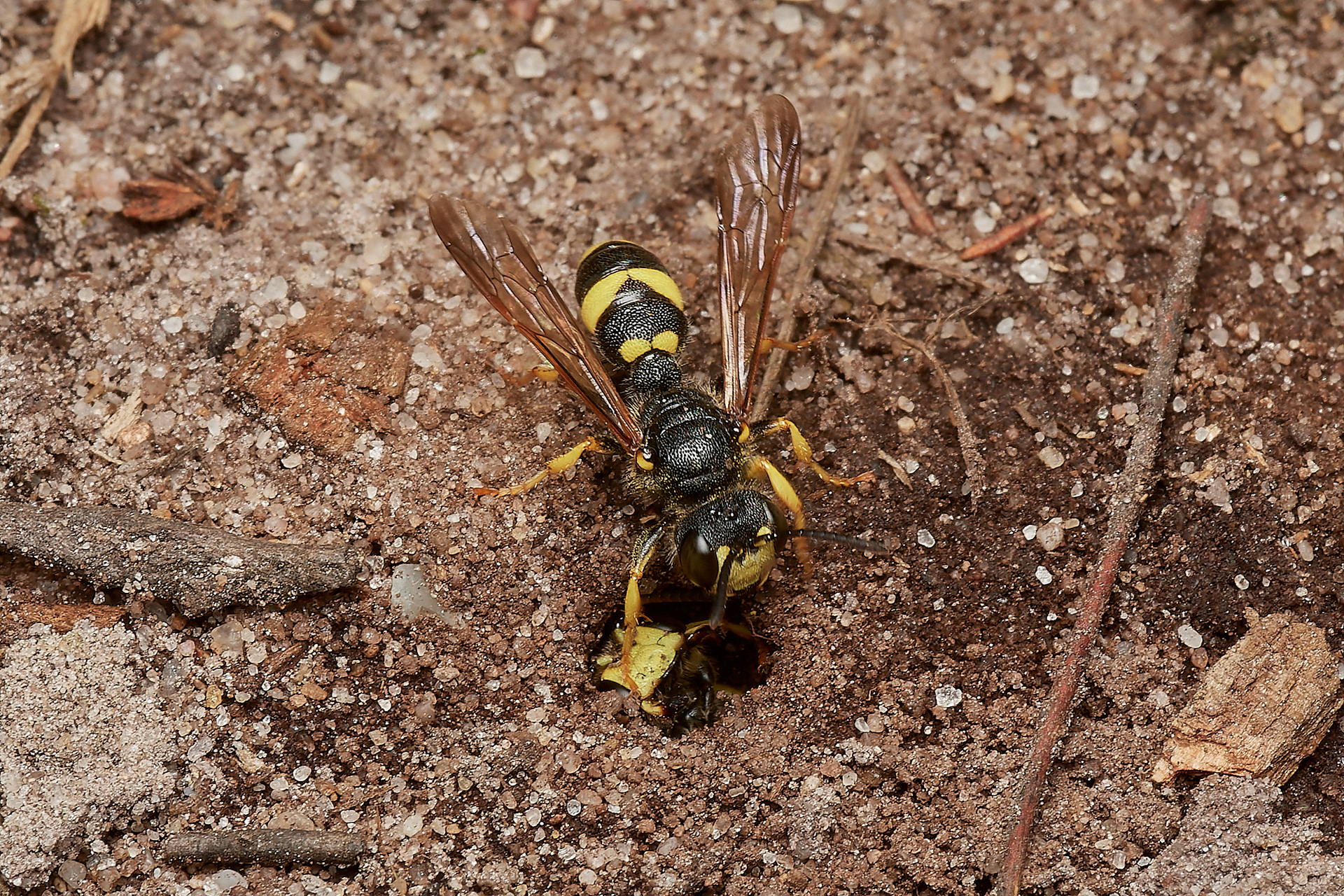 Ornate-tailed Digger Wasp ♀︎(Cerceris rybyensis) Broadland Country Park