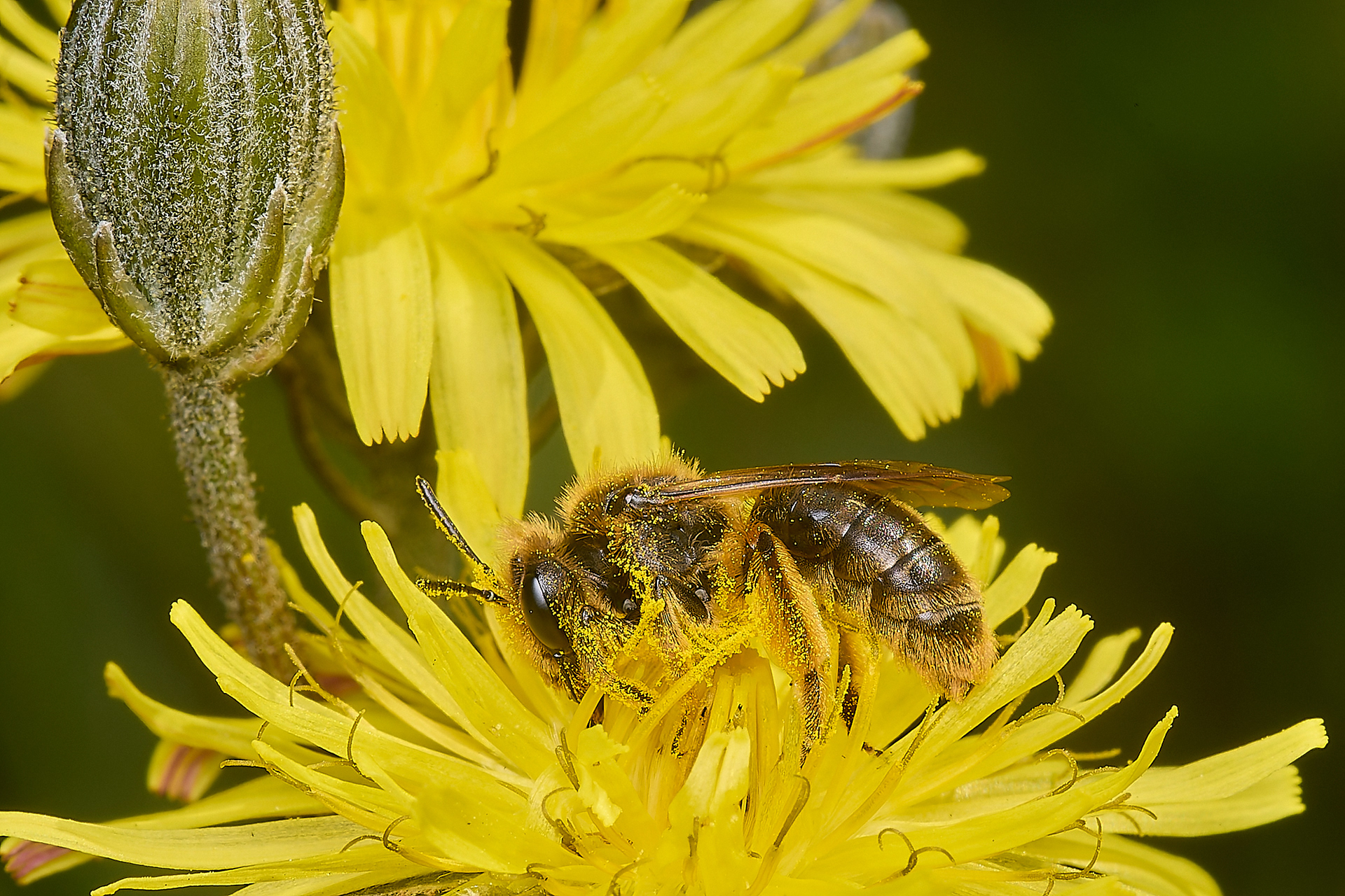 Catsear Mining Bee (Andrena humilis)♀︎