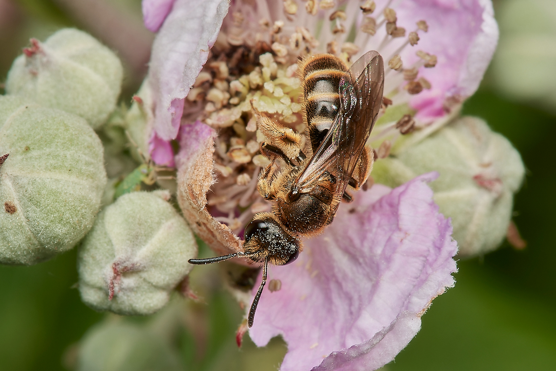 Furrow Bee Sp (Lasioglossum Sp) Hanworth