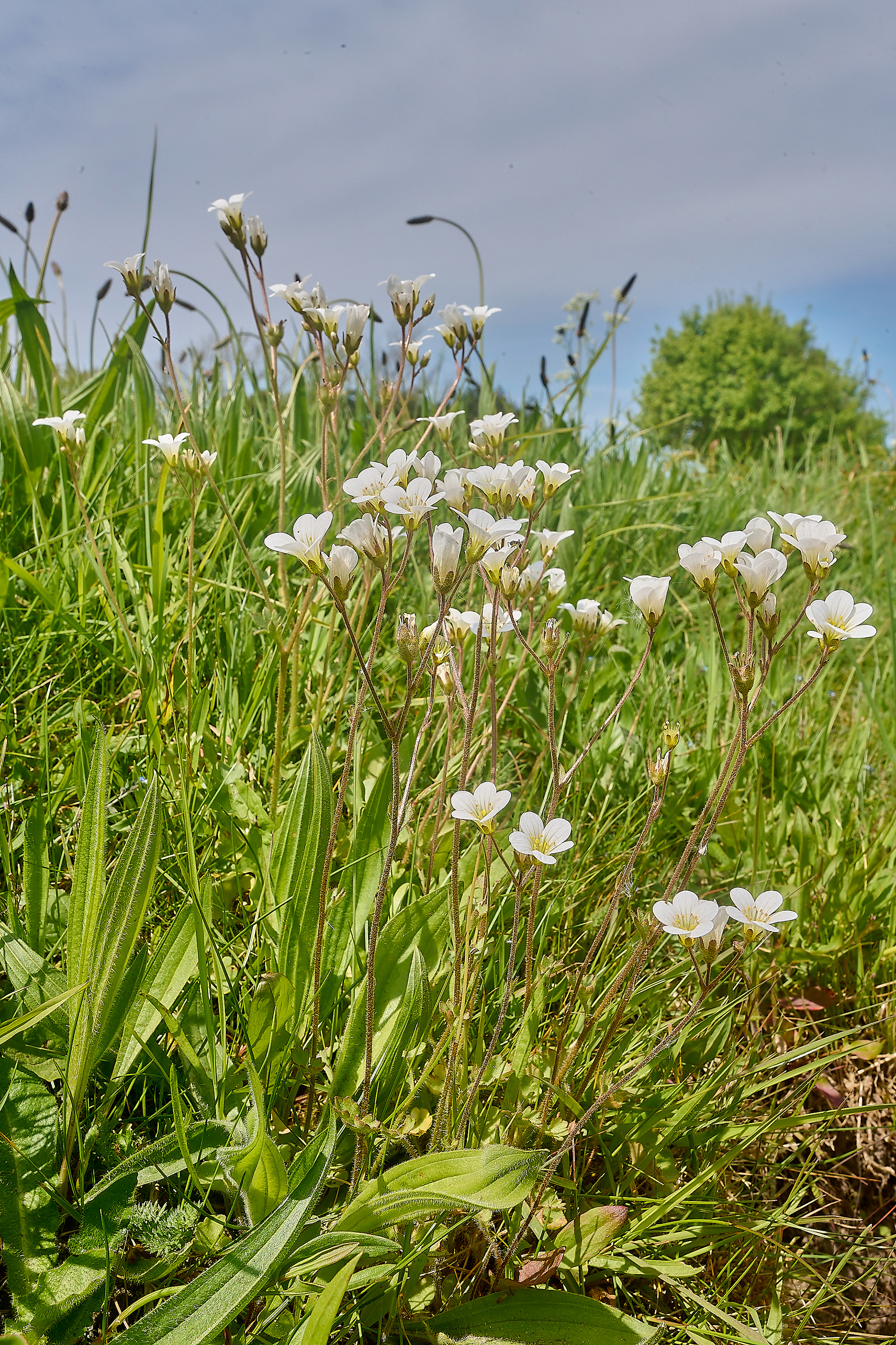 Meadow Saxifrage (Saxifraga granulata)