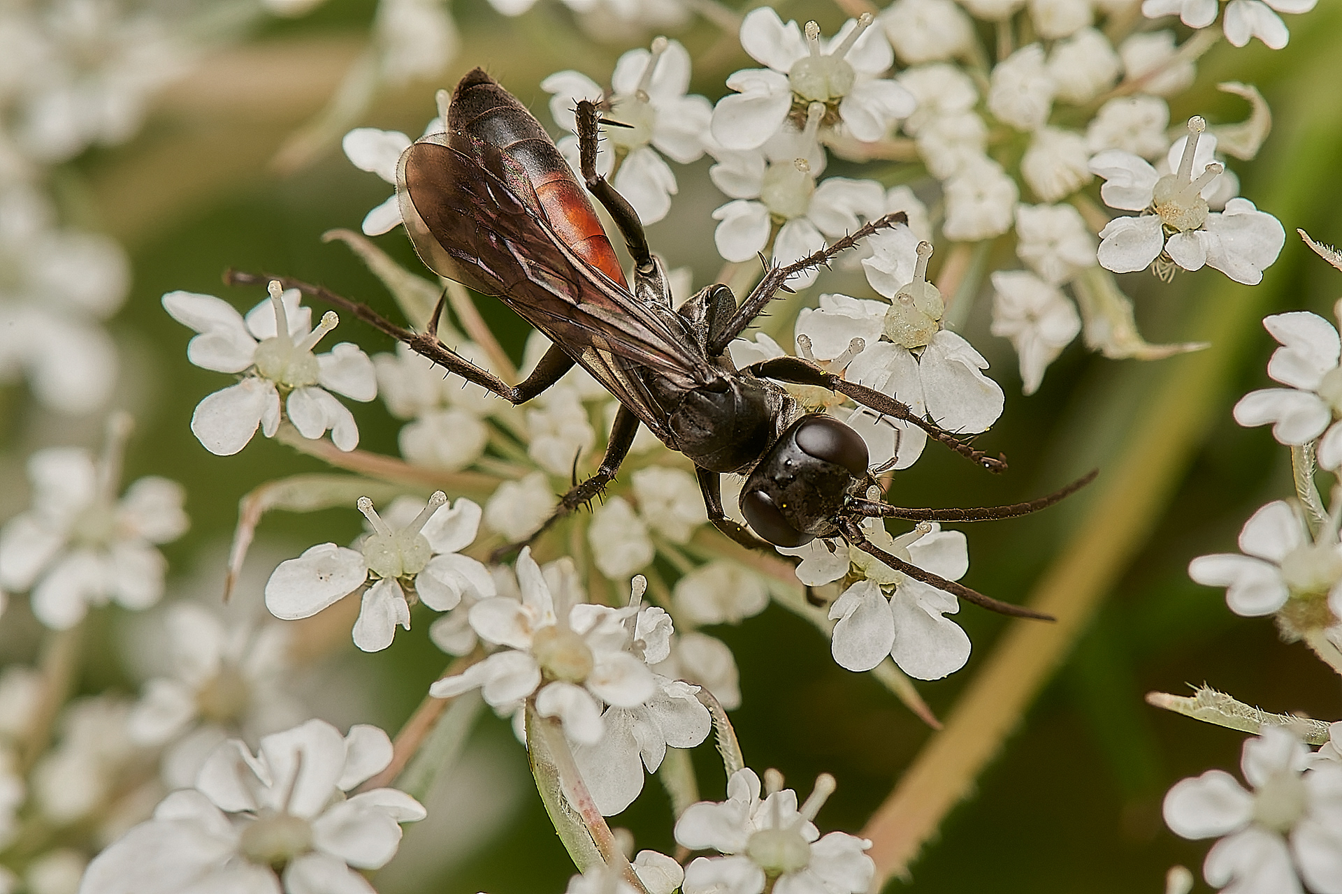 Bristle-tailed Spider Wasp? (Anoplius infuscatus) ? Broadland Country Park