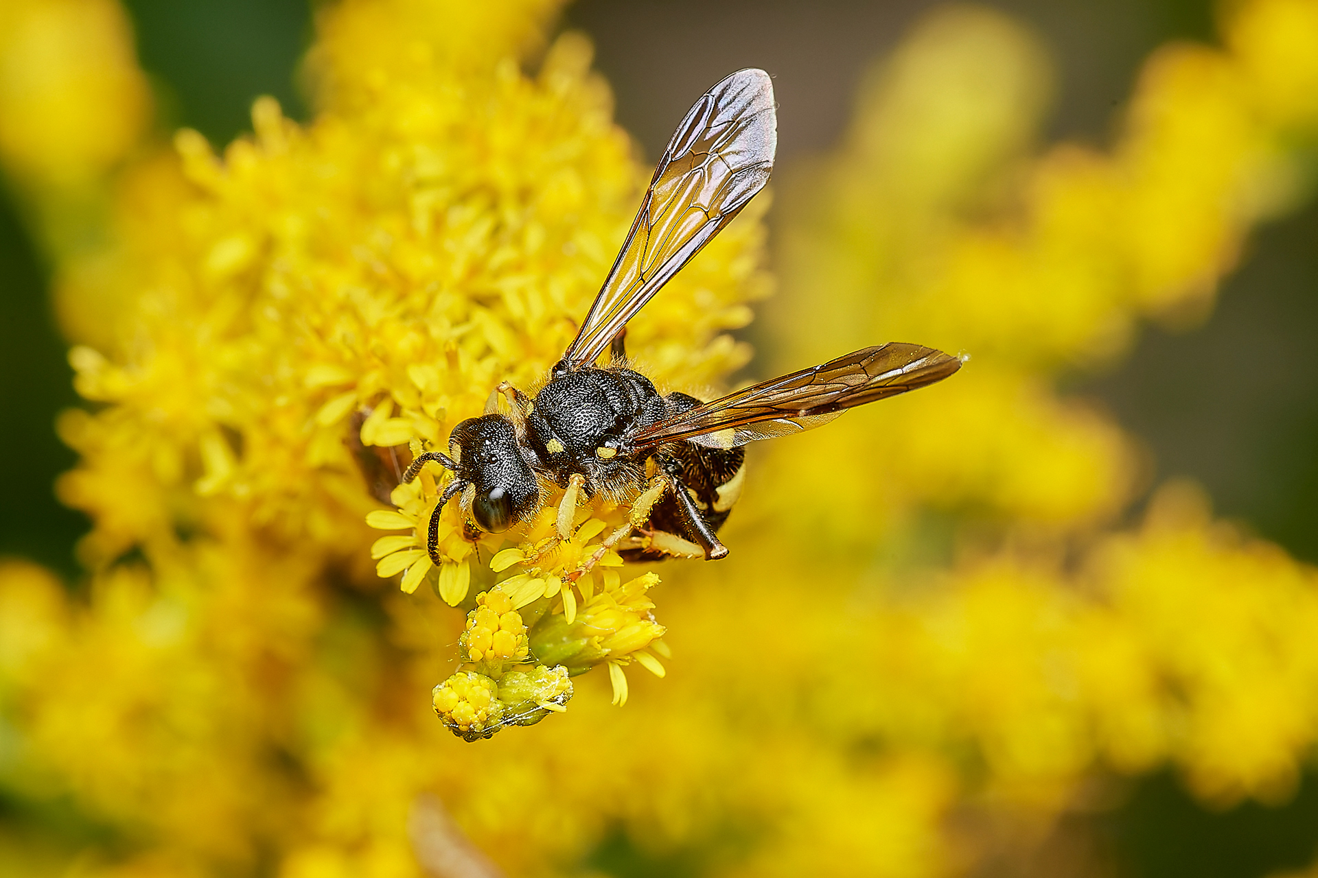 Ornate-tailed Digger Wasp (Cerceris rybyensis) Aylsham