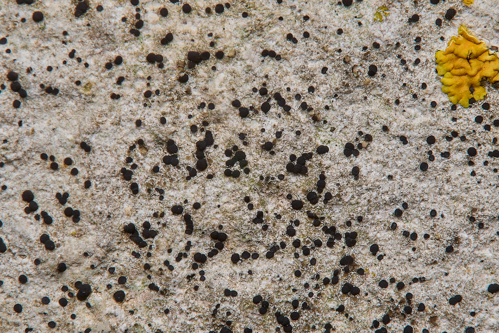 Possibly Lecidella stimatea