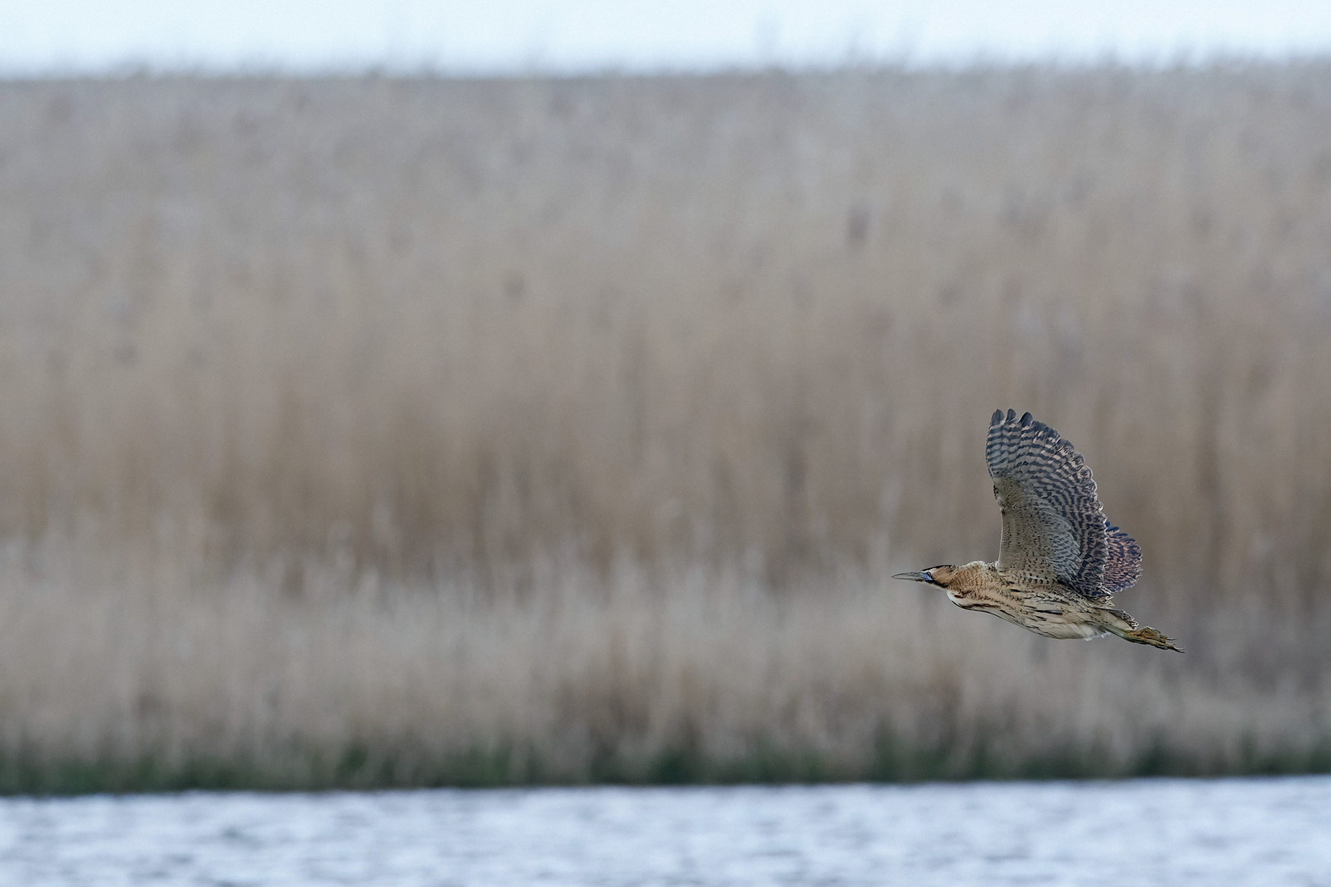 Bittern ♂︎ (Botaurus stellaris) Cley
