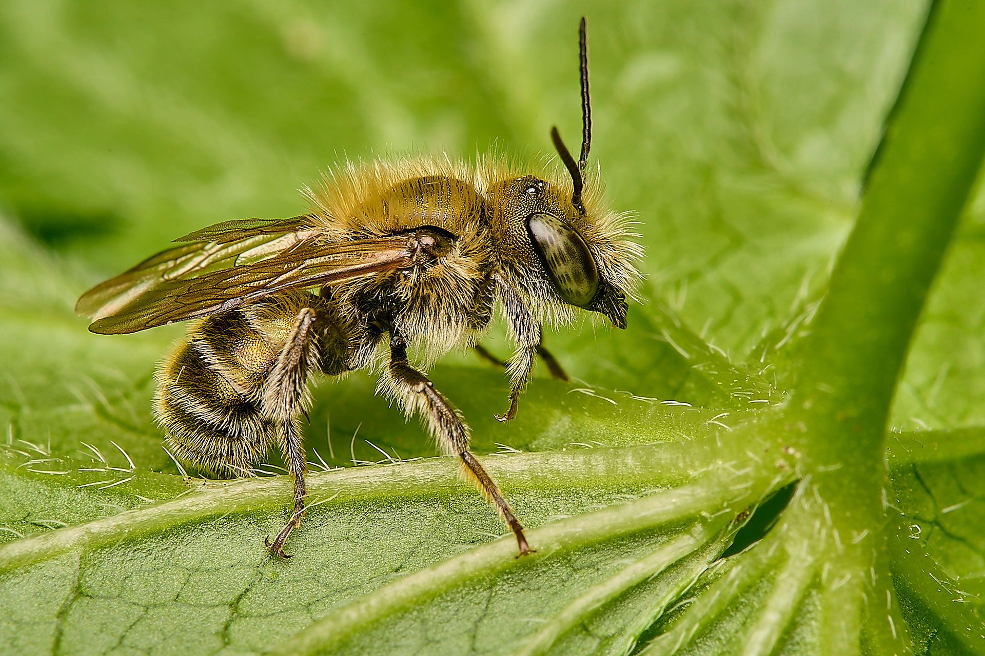 Blue Mason Bee (Osmia caerulescens ♂︎)?