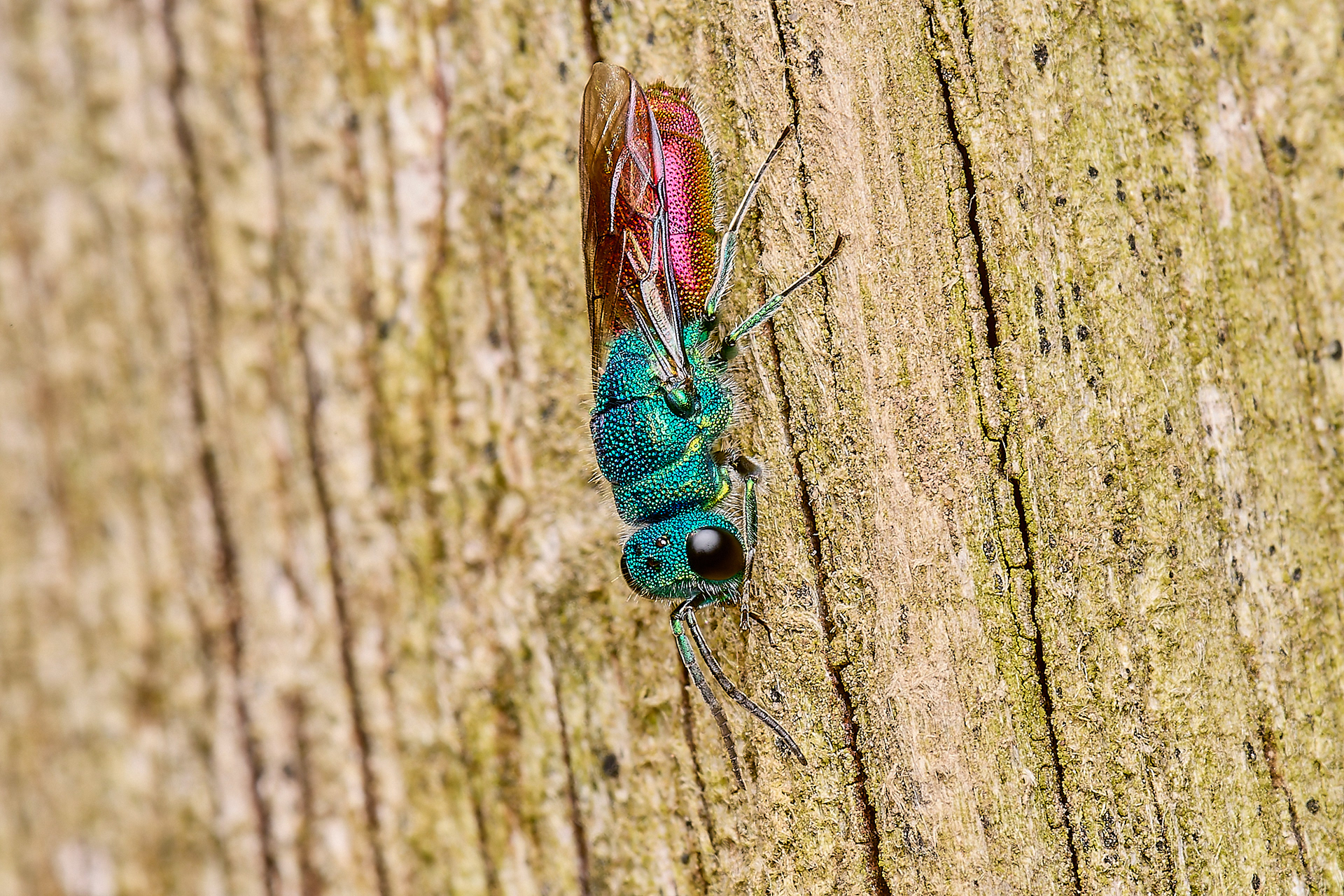 Chrysis terminata ♀︎