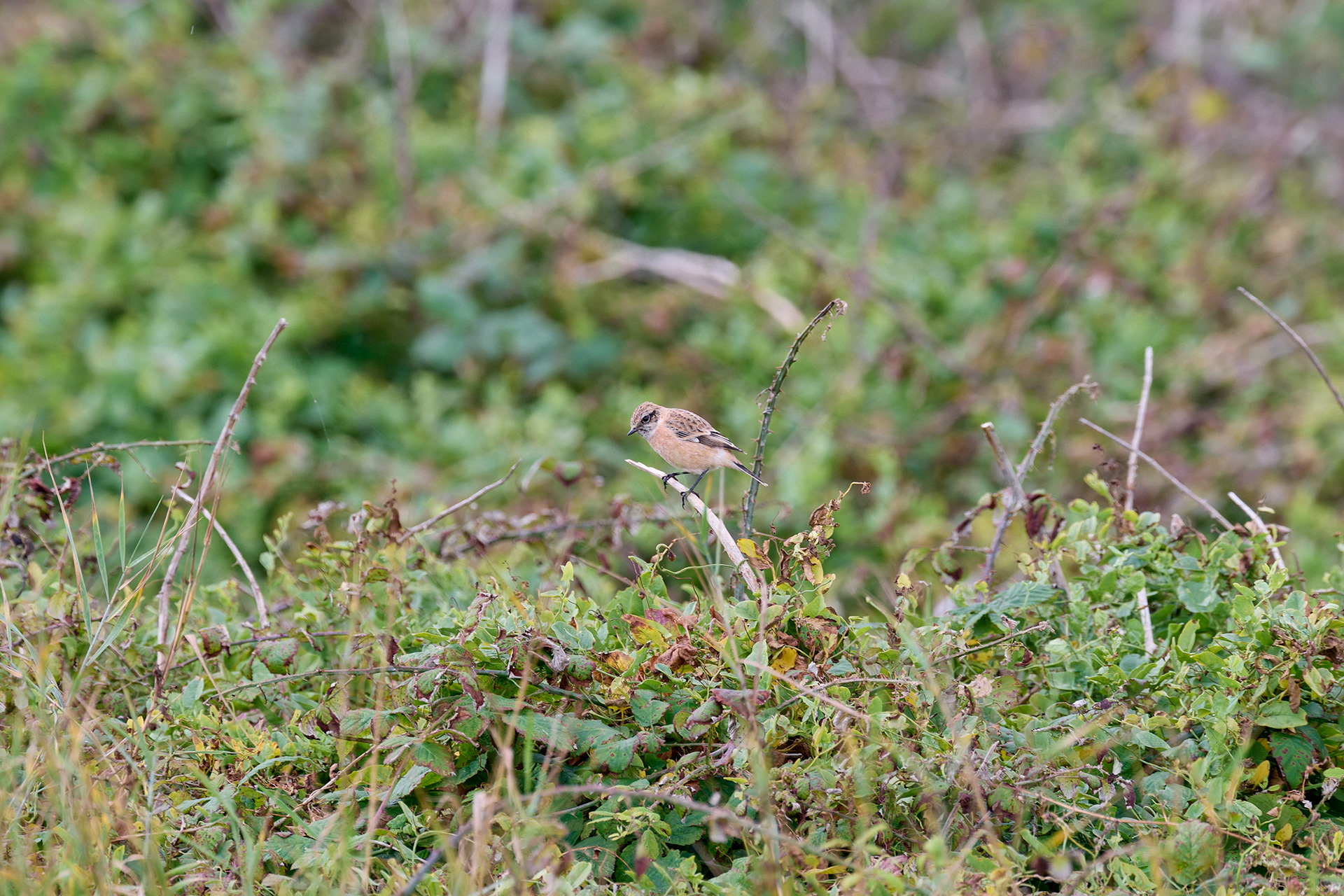 Eastern Stonechat Sp