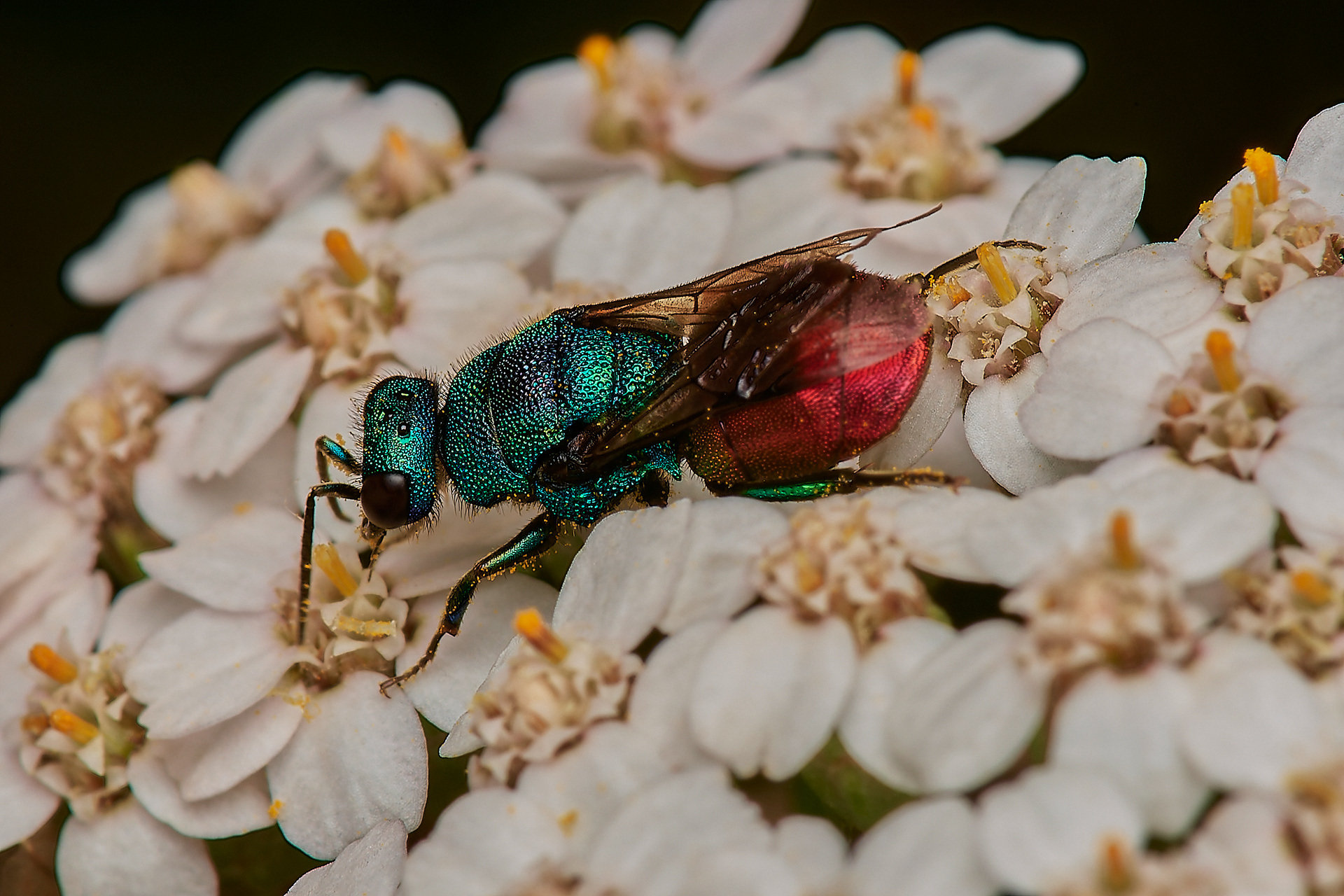 Ruby-tailed Wasp Sp Santon Downham