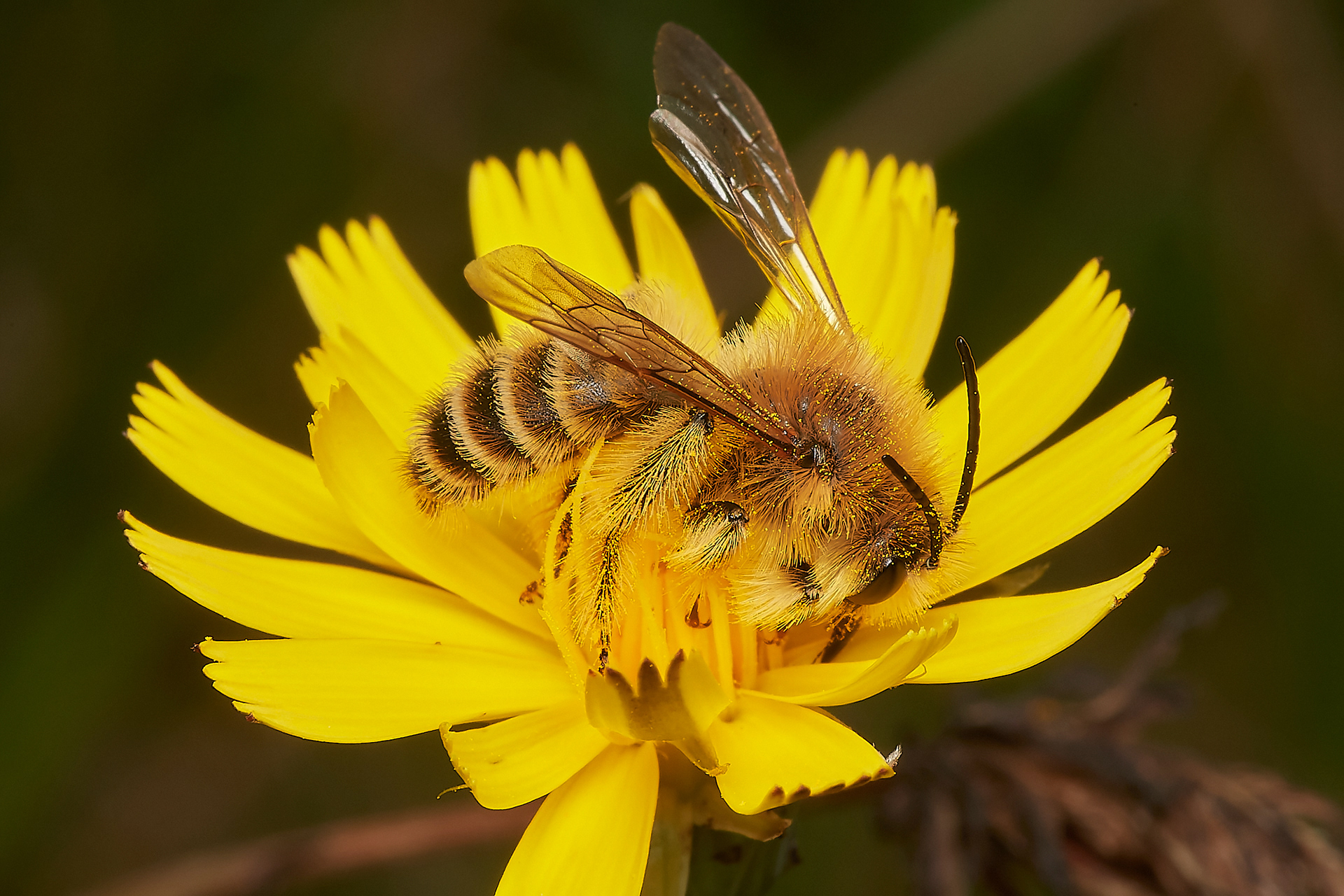 Pantaloon Bee (Dasypoda hirtirpes) Kelling Heath