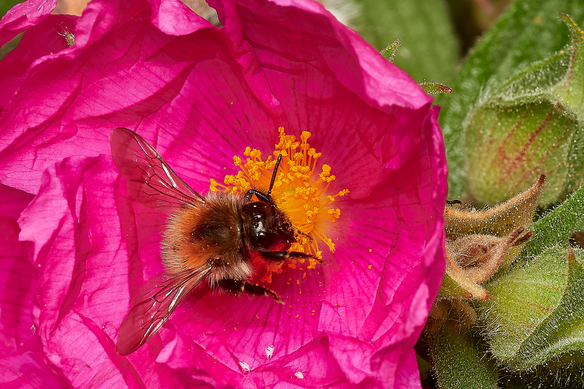 Osmia Sp? Slapton Ley