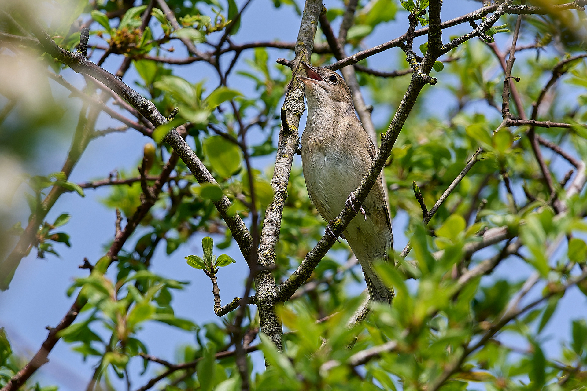 Alderford Common Garden Warbler (Sylvia borin) 05/24