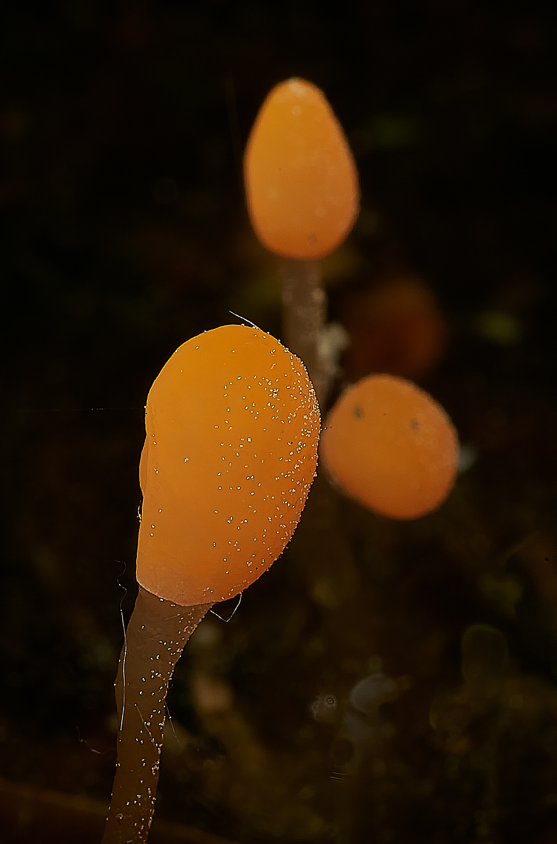 Bog Beacon (mitrula padulosa)