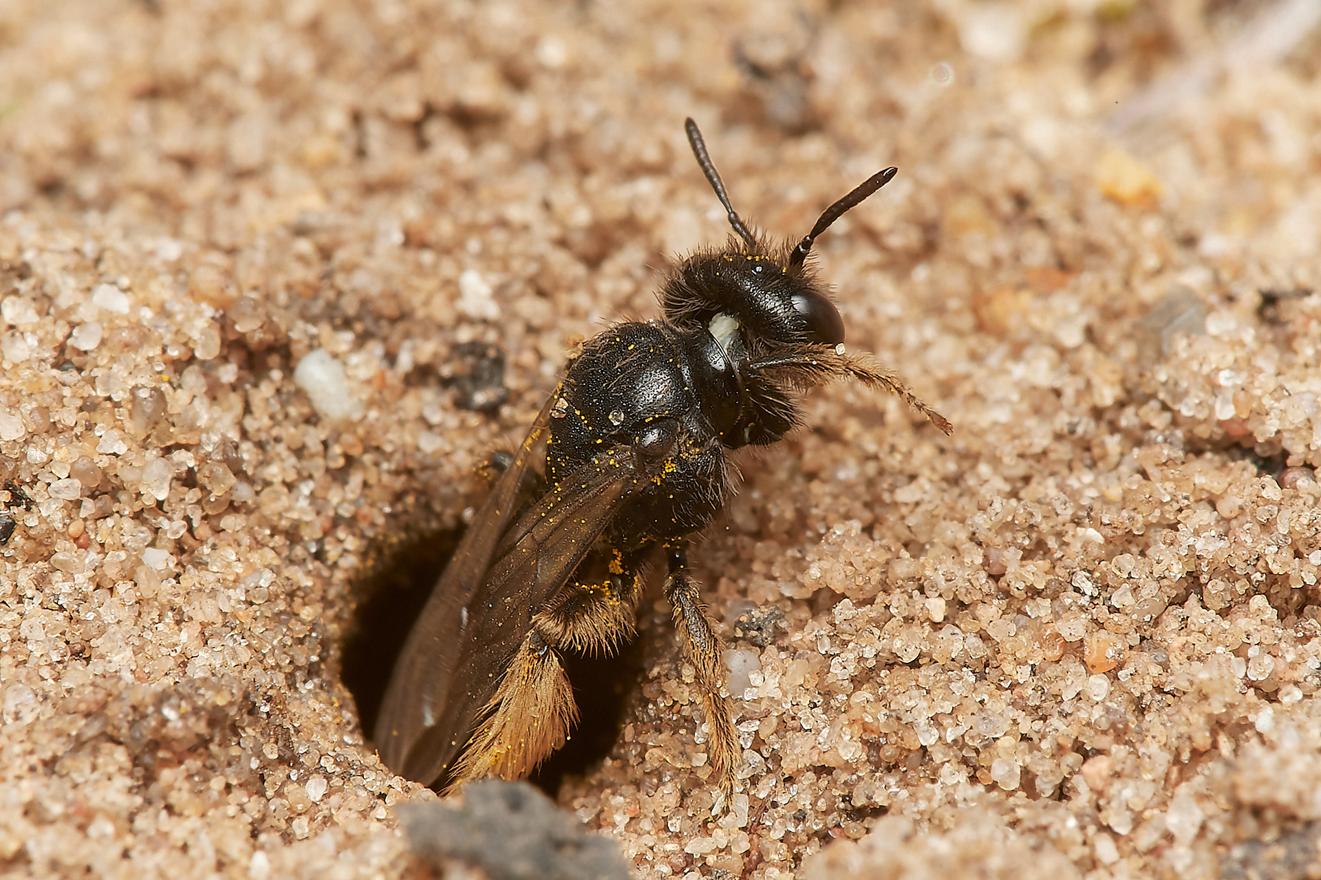 Small Shaggy Bee ♀︎ (Panurgus calcuratus) having deposited her pollen load Santon Downham