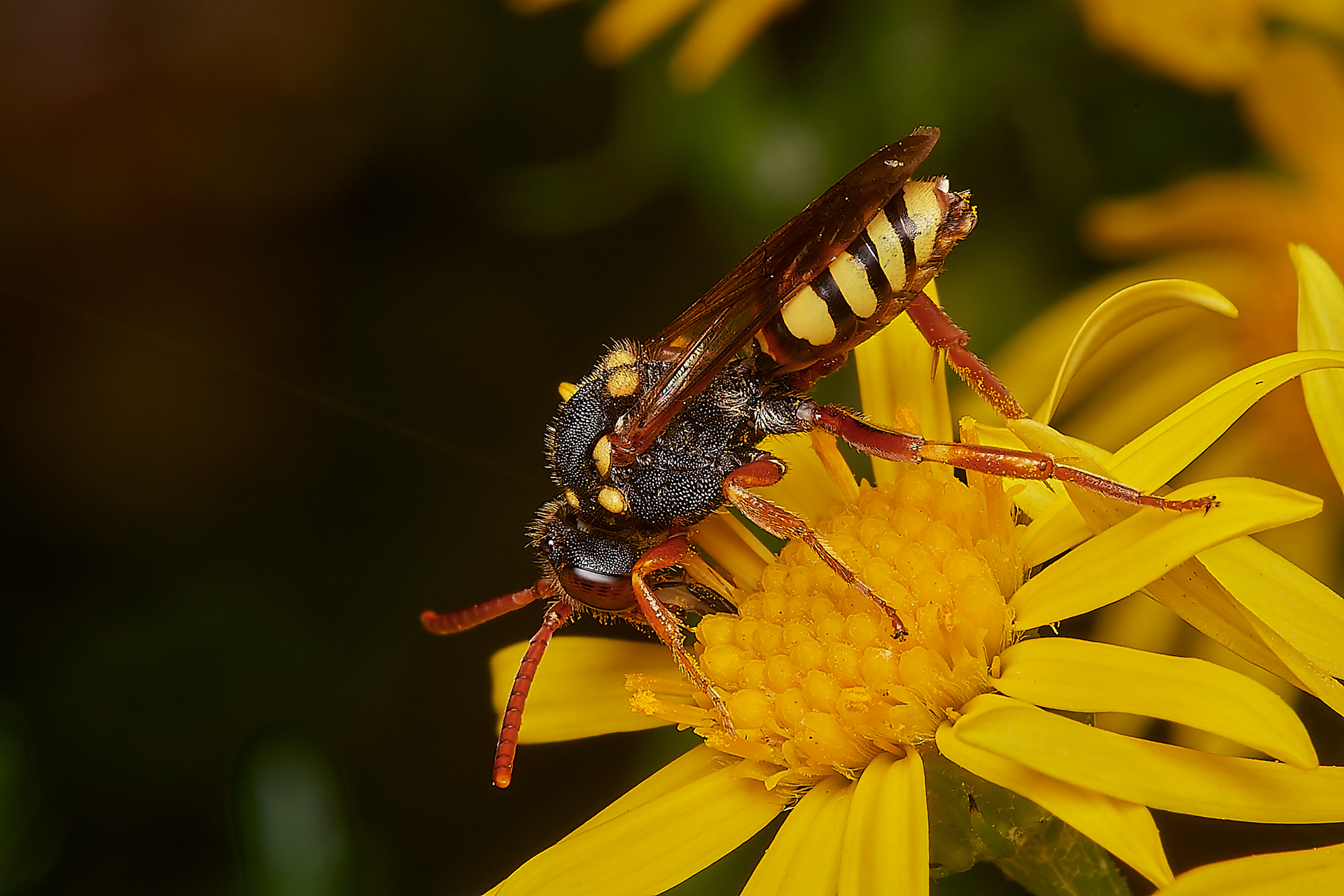 Orange-horned Nomad Bee♀︎ (Nomada fulvicornis) Broadland Country Park