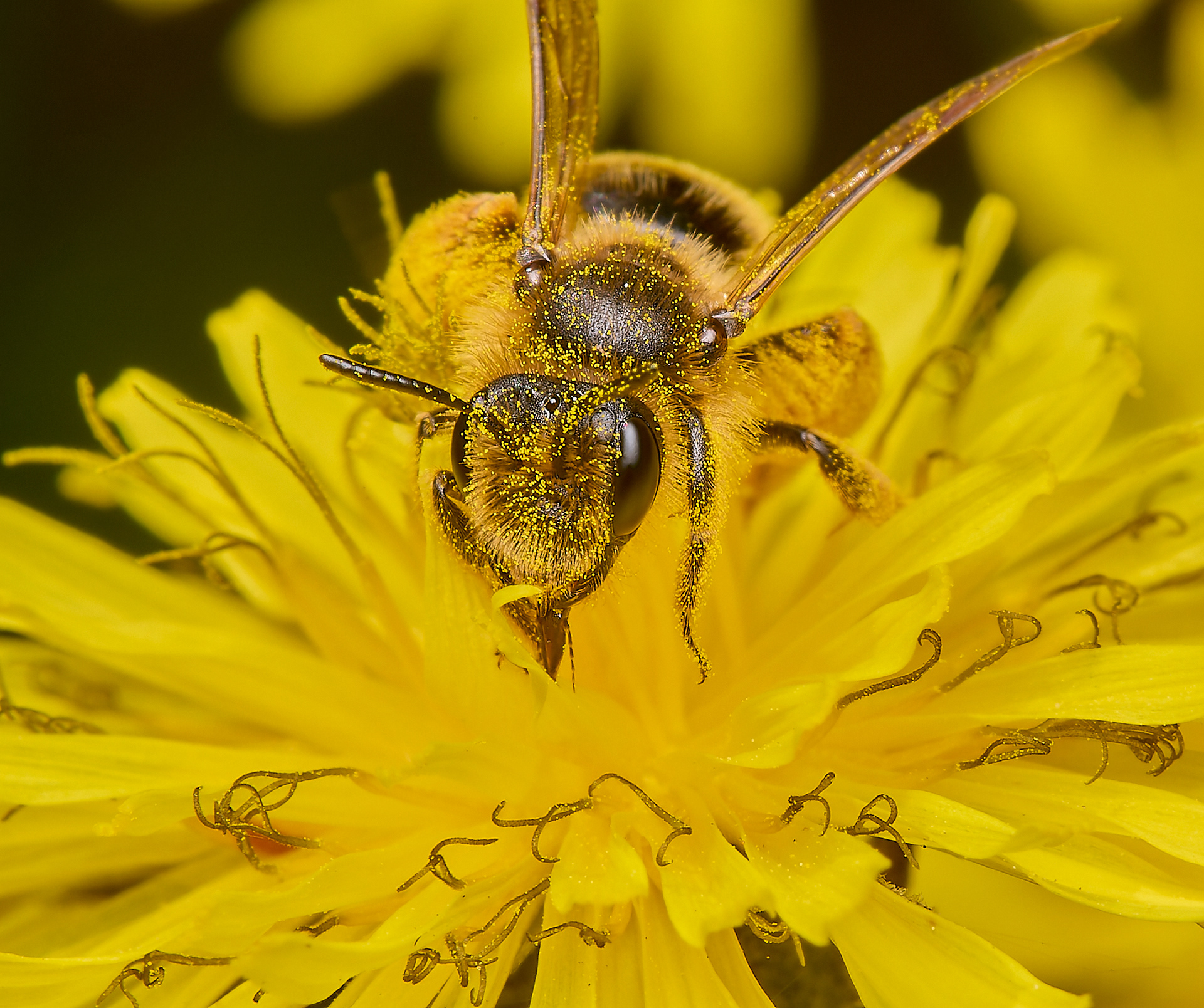 Catsear Mining Bee (Andrena humilis)♀︎