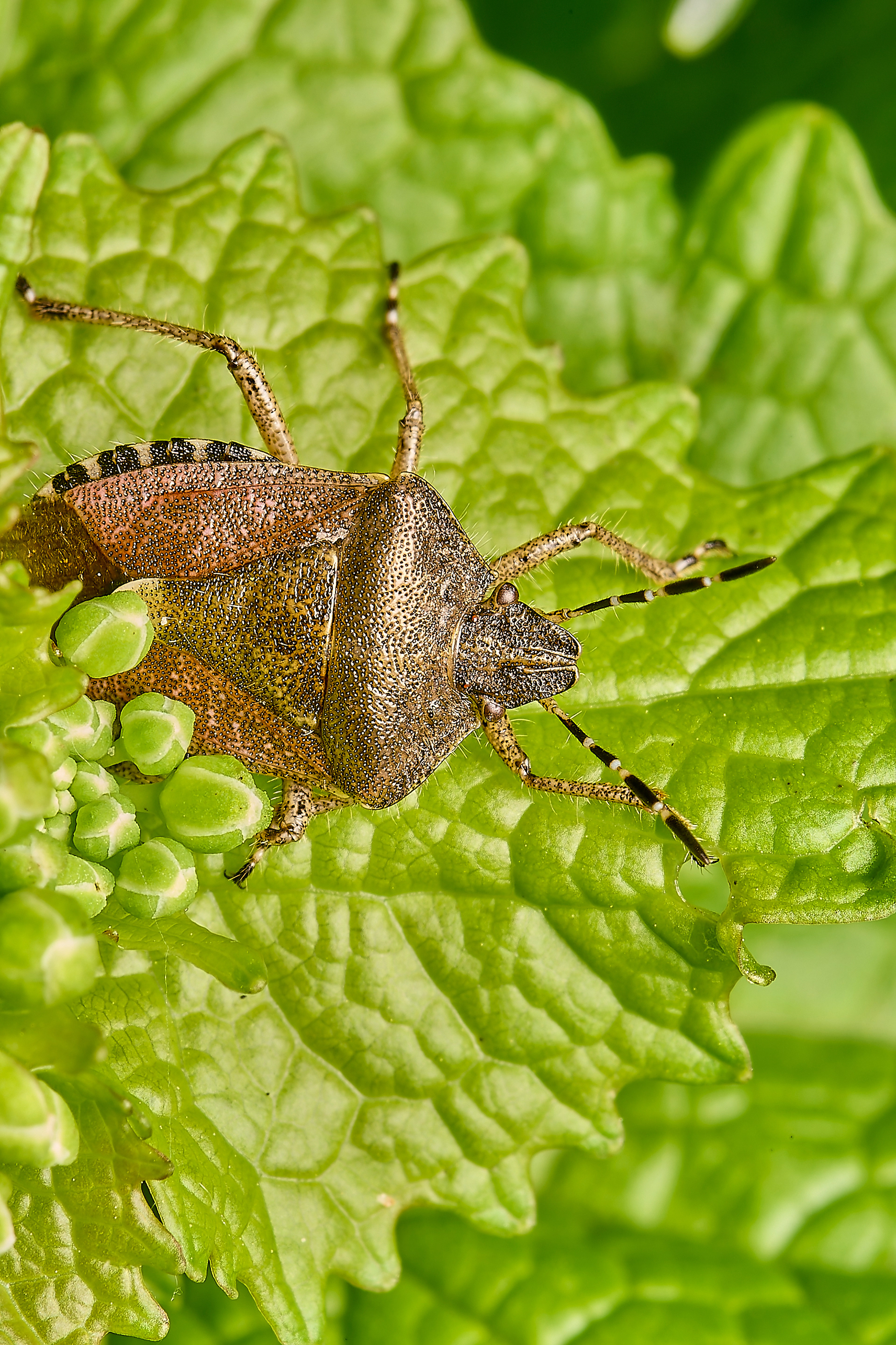Haory Shieldbug (Dolycoris baccarum)