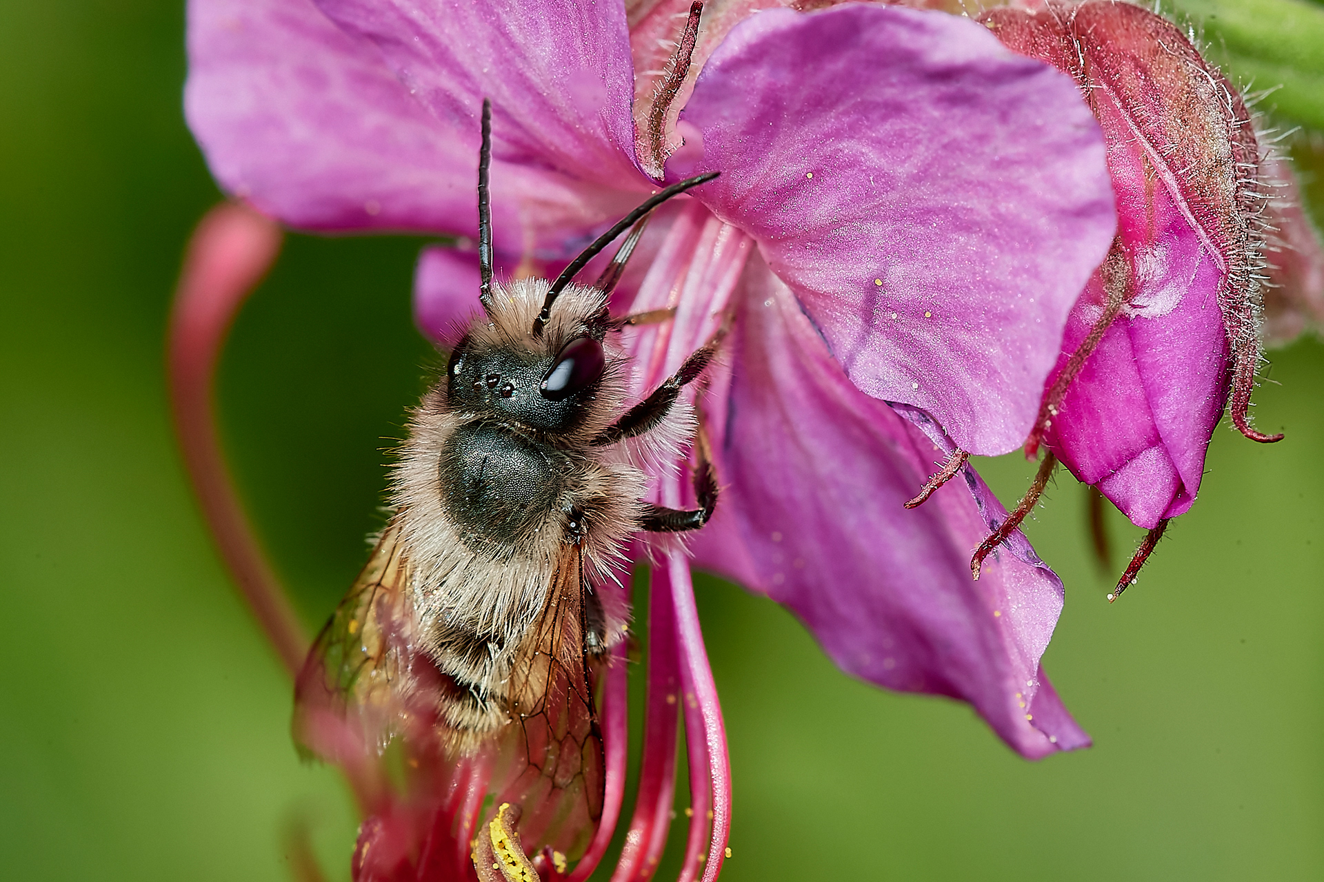 Red Mason Bee ♂︎(Osmia bicornis) Hanworth