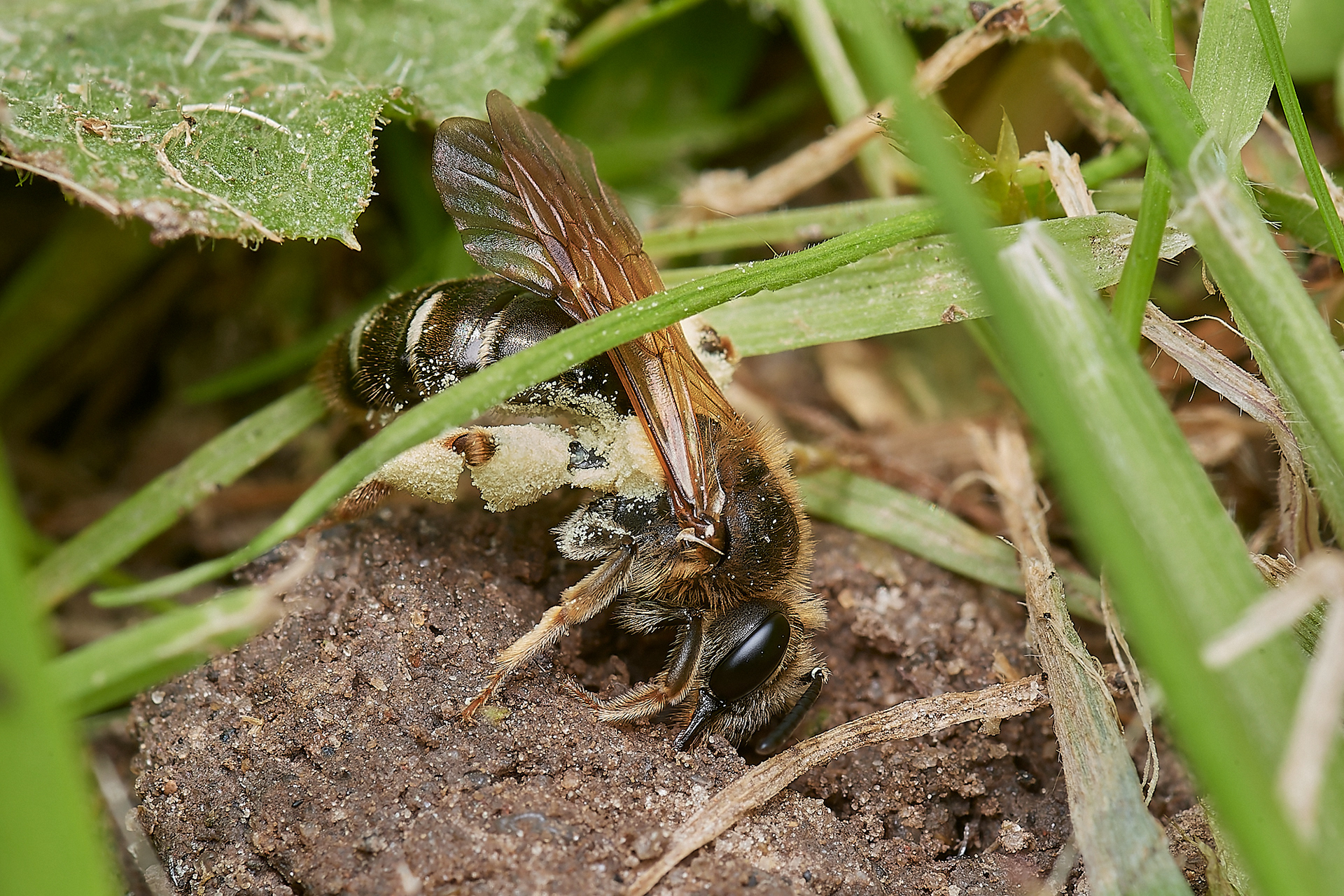 Orange-tailed Mining Bee?♀︎(Andrena haemorrhoa) at nest Hanworth