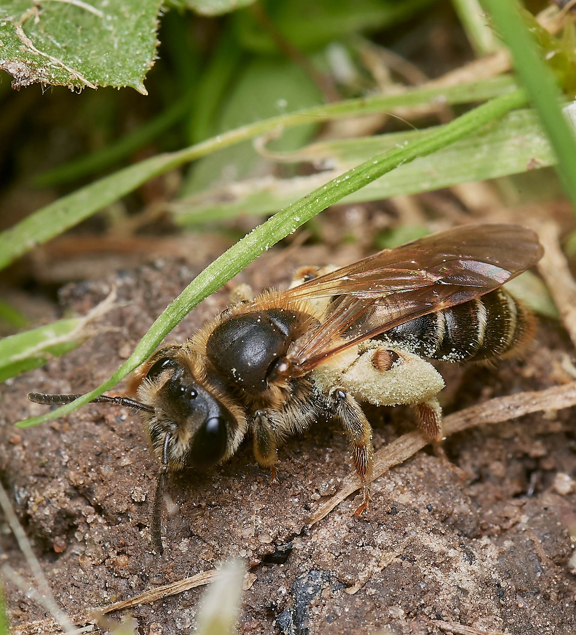Orange-tailed Mining Bee? ♀︎(Andrena haemorrhoa) at nest Hanworth