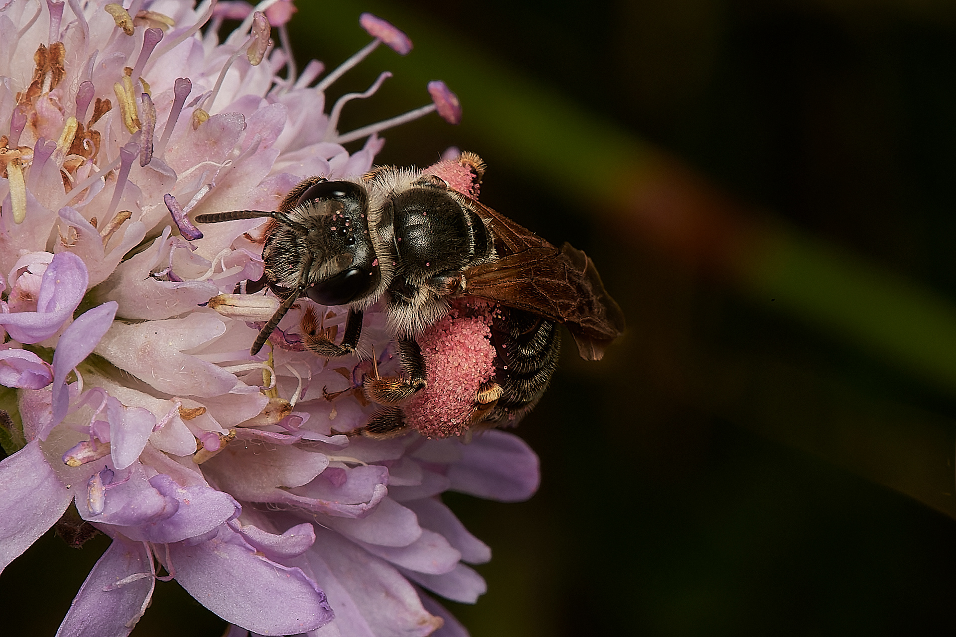 Large Scabious Mining Bee♀︎ (Andrena hattorfiana) Metton Roadside Nature Reserve
