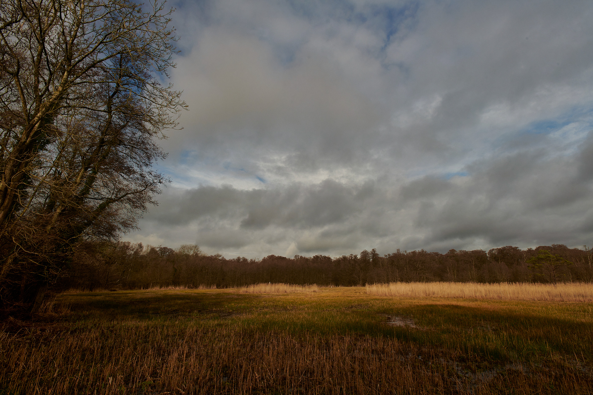 Smallburgh Fen