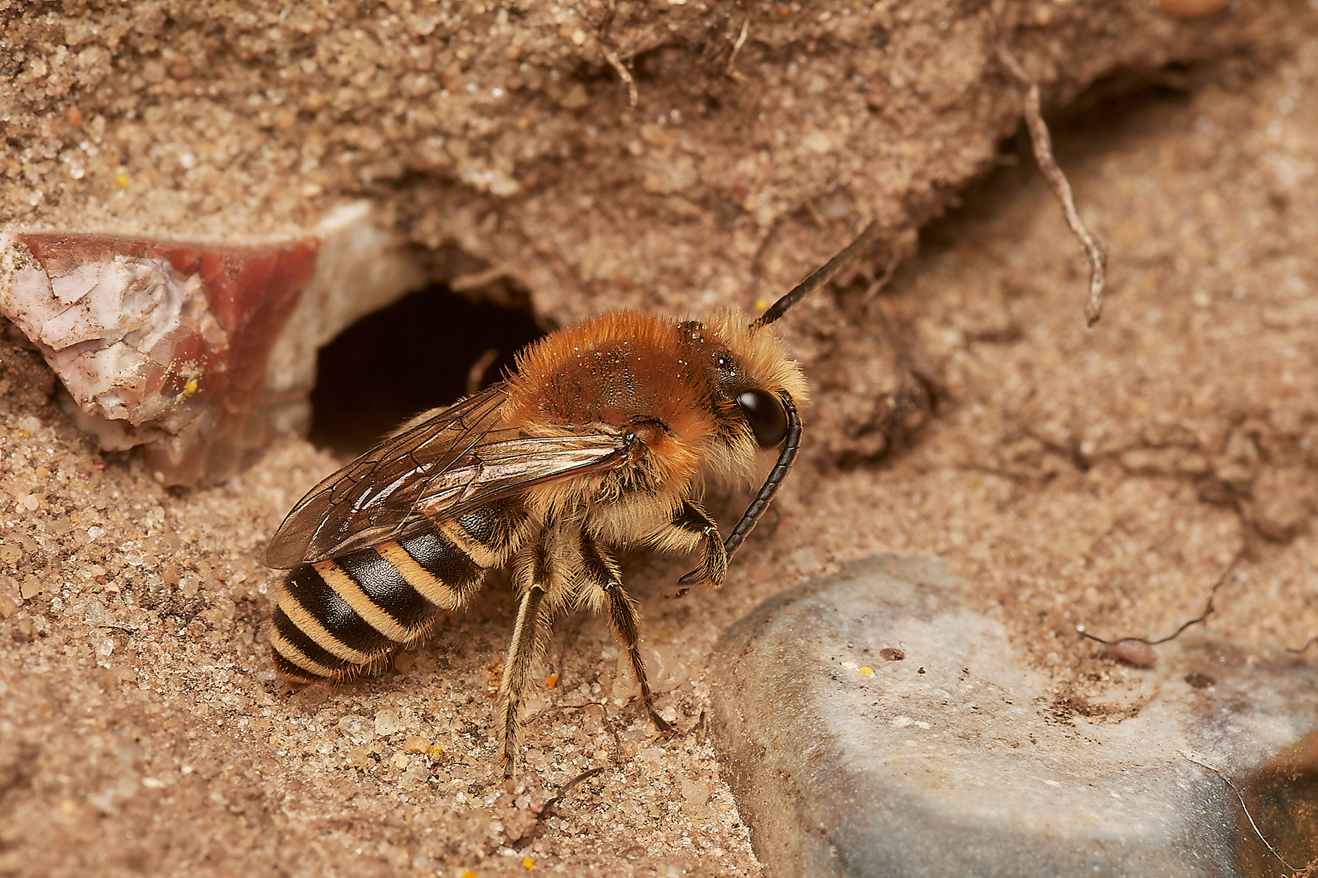 Sea Aster Mining Bee (Colletes halophilus) Gramborough Hill