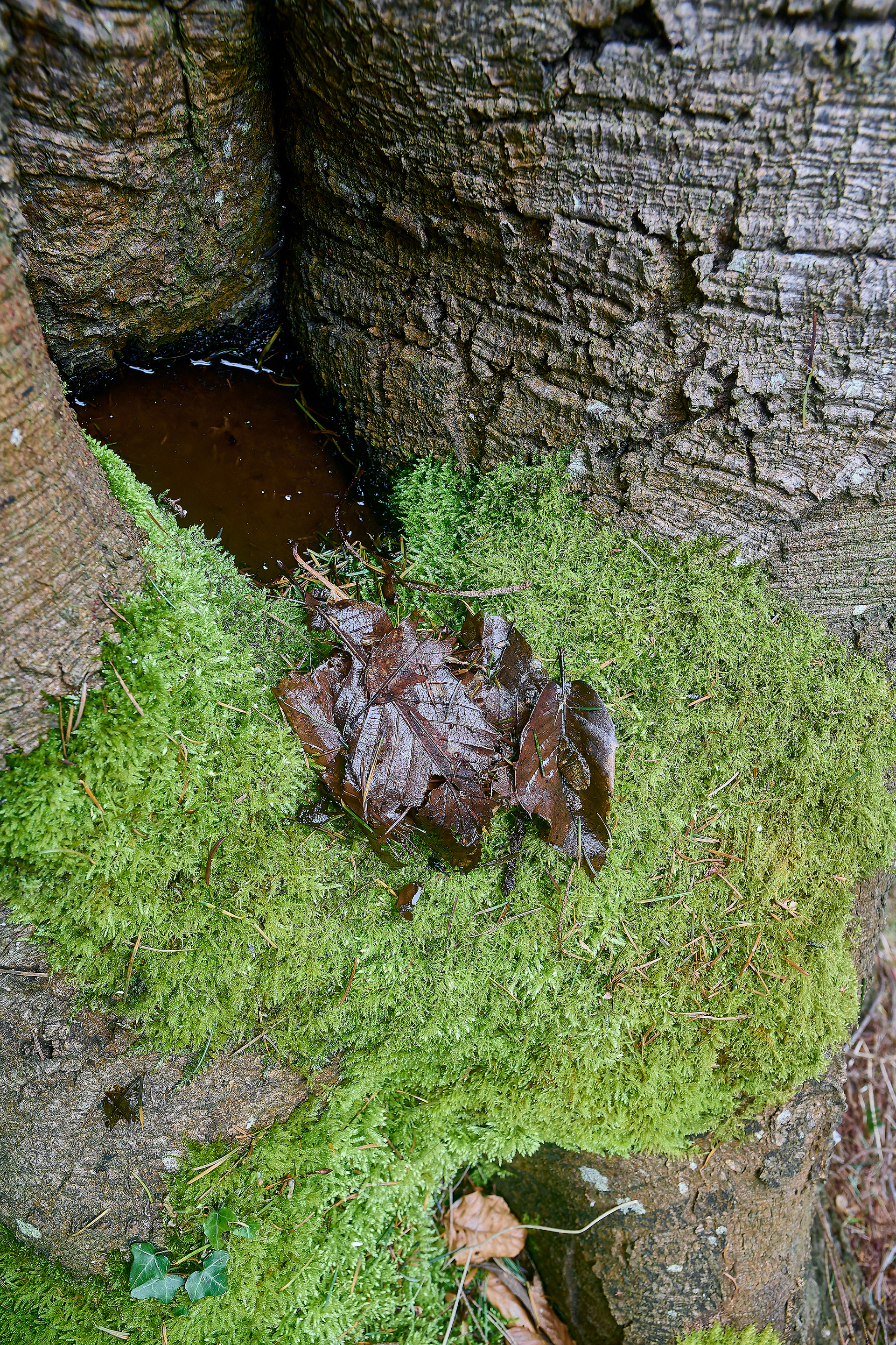 Beech Rot Hole