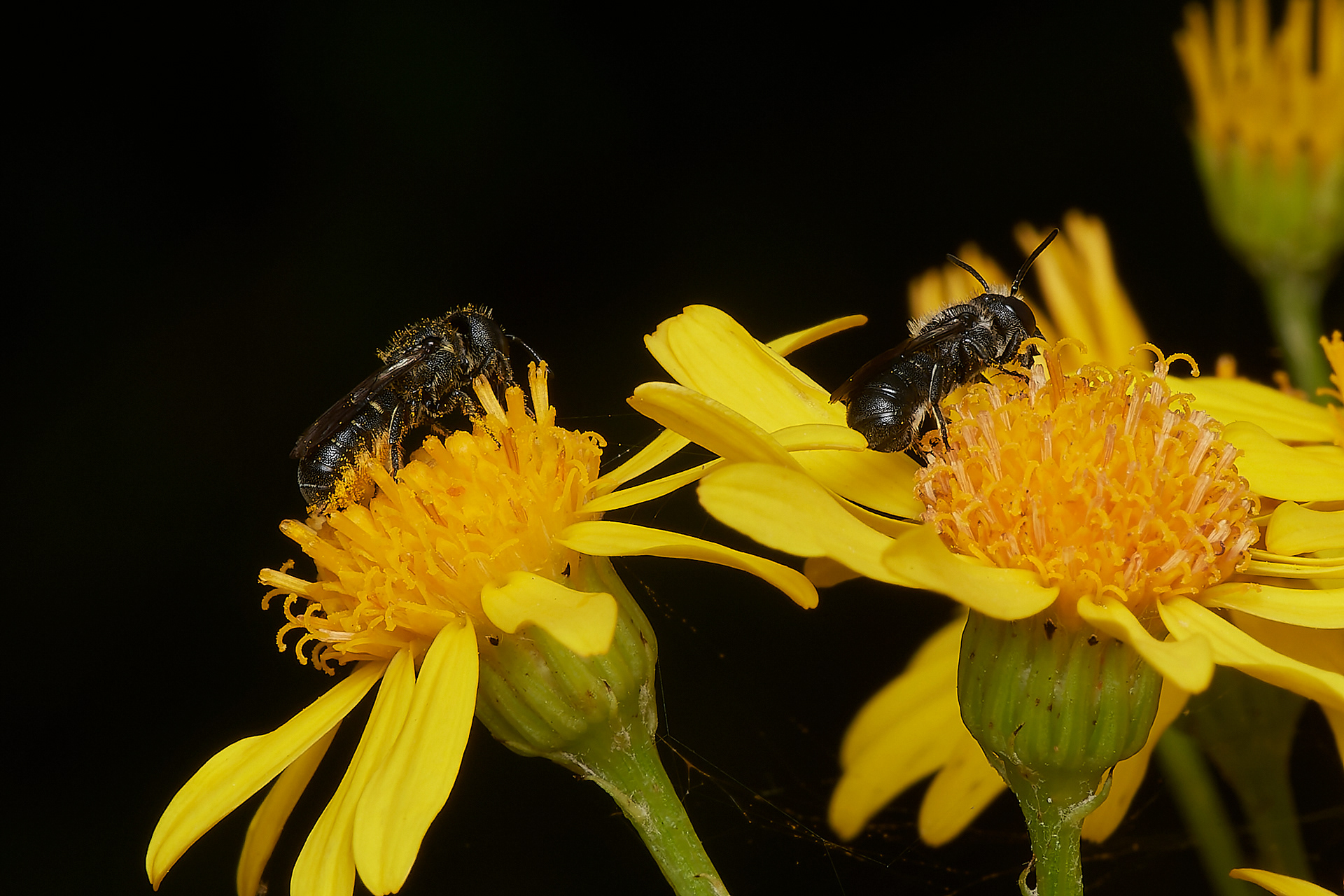 Large-headed Resin Bee ♂︎&♀︎ (Heriades truncorum) A Norwich garden
