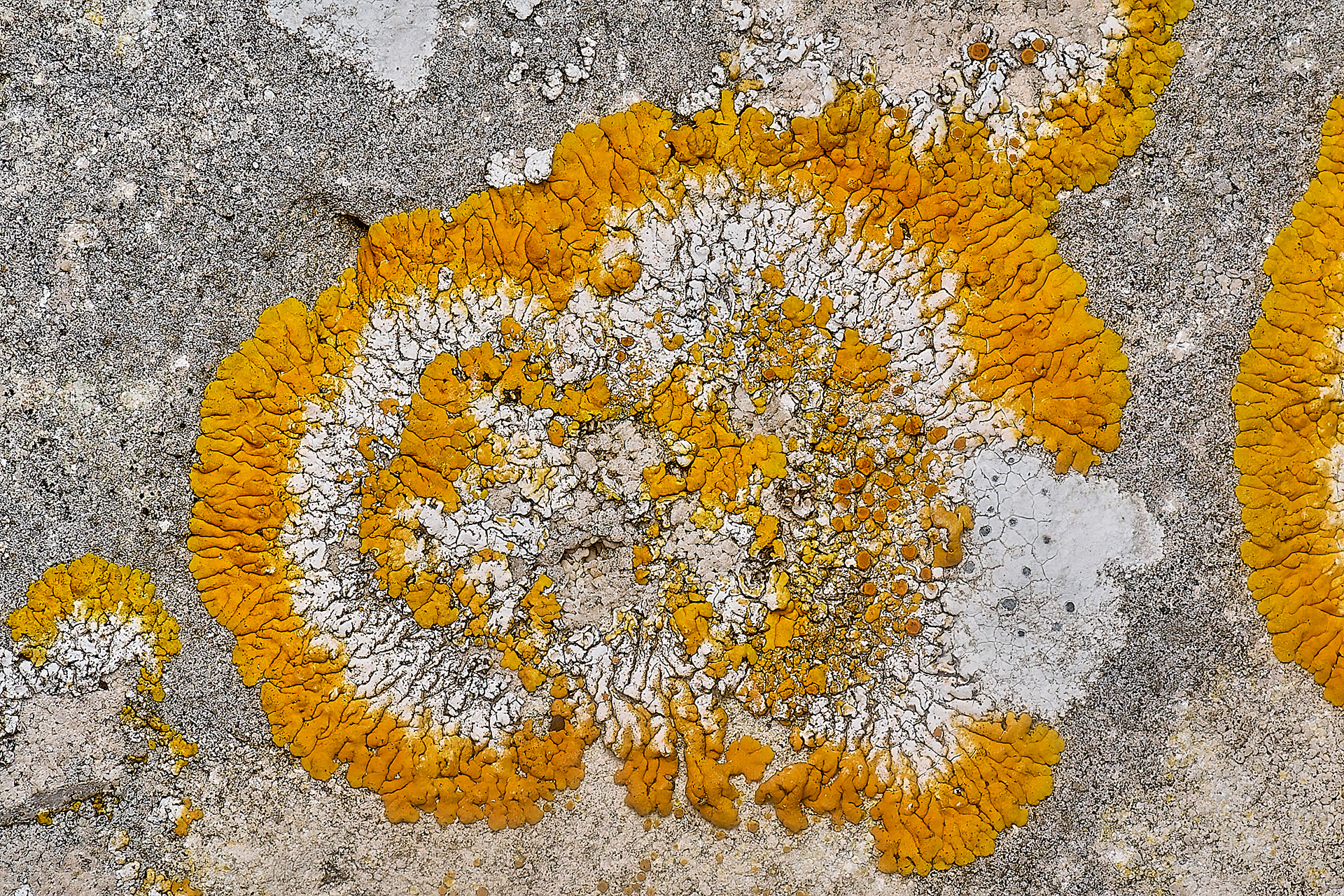 Variospora flavescens